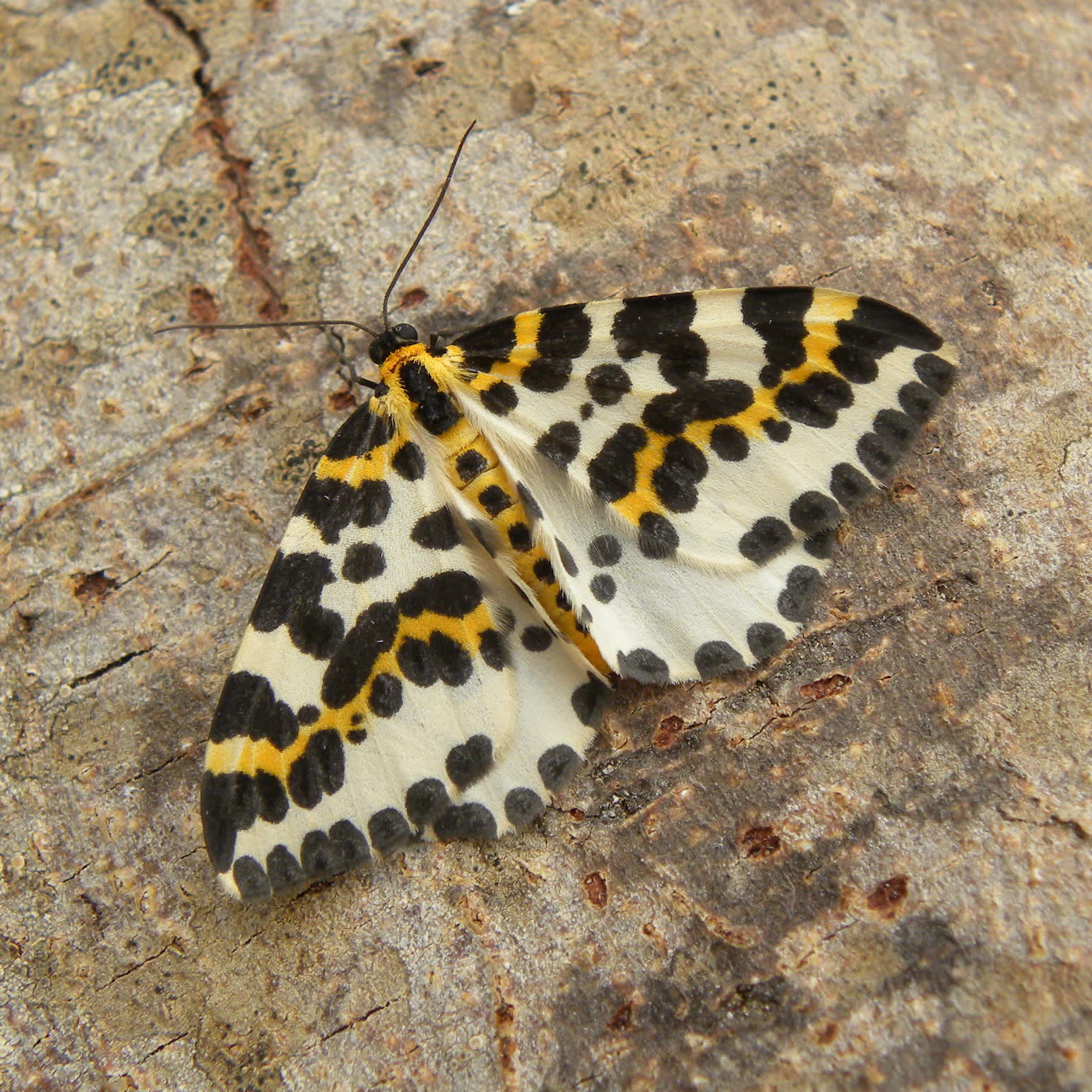The Magpie (Abraxas grossulariata) photographed in Somerset by Sue Davies
