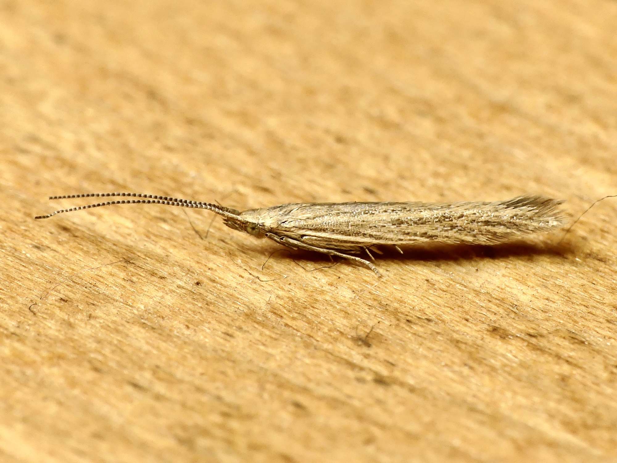 Orache Case-bearer (Coleophora saxicolella) photographed in Somerset by Paul Wilkins