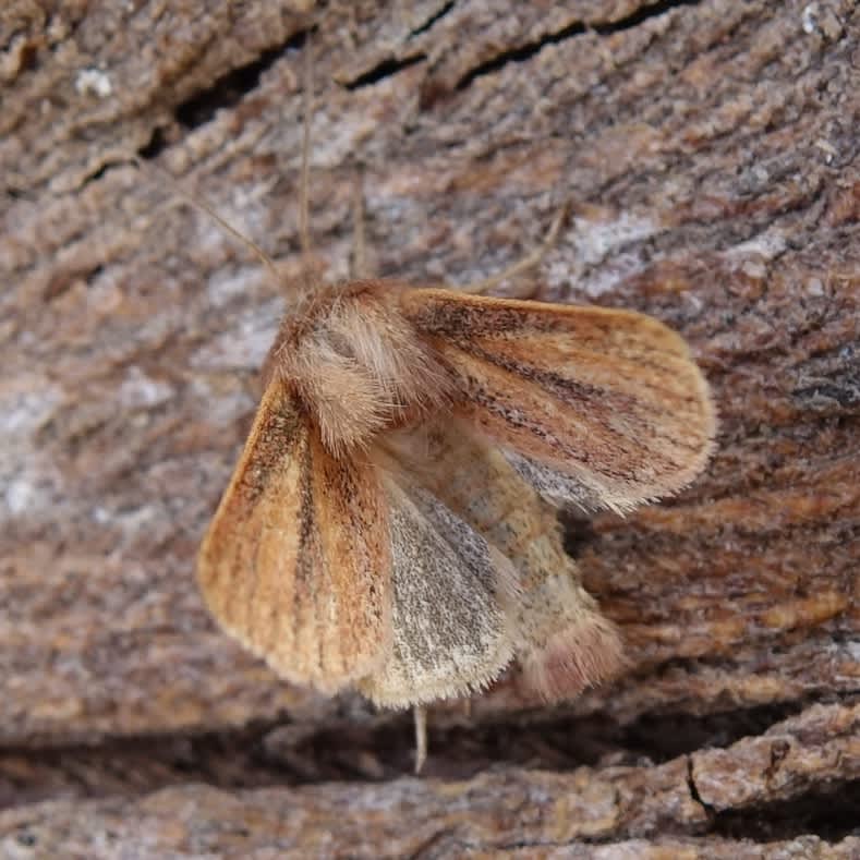 Small Wainscot (Denticucullus pygmina) photographed in Somerset by Sue Davies