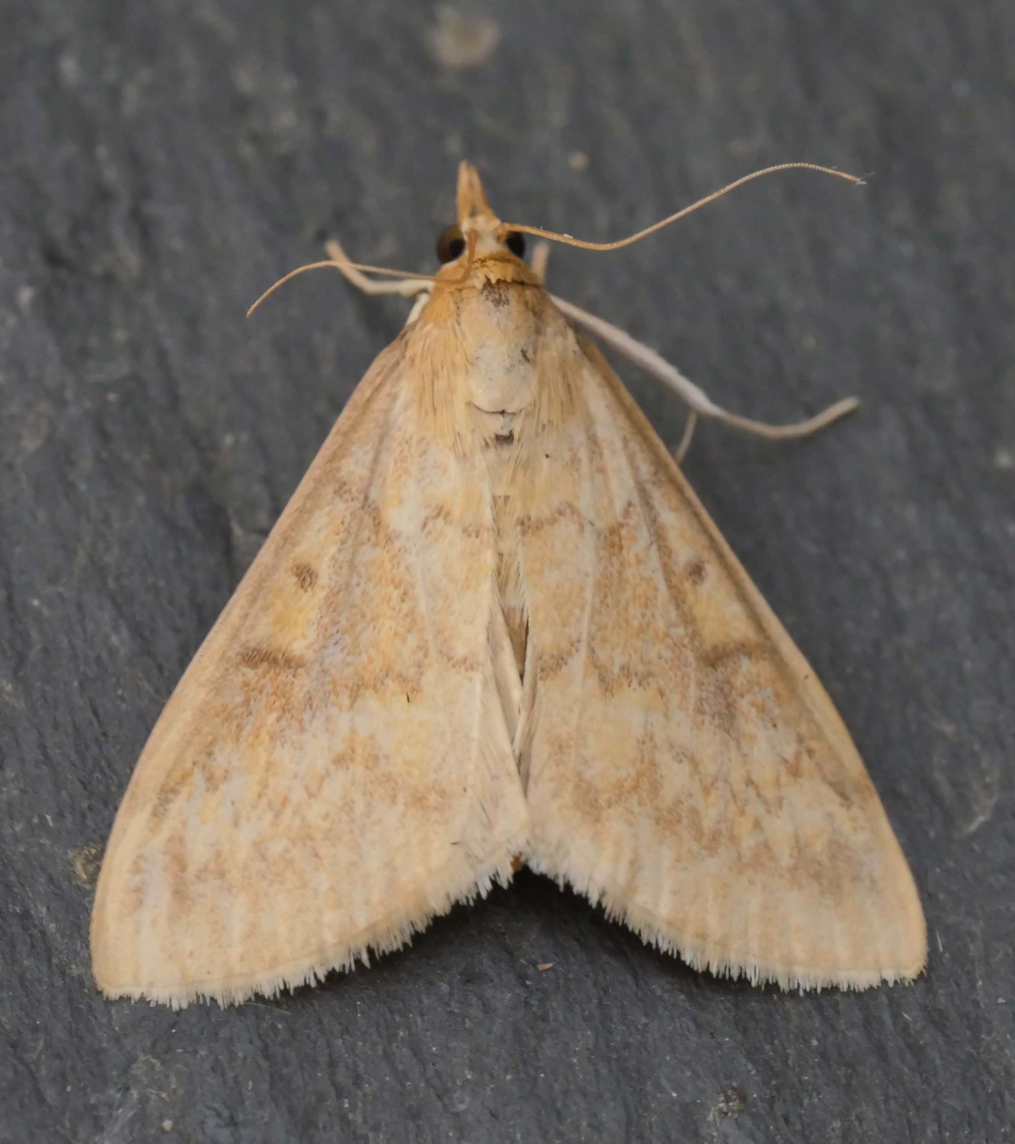 European Corn-borer (Ostrinia nubilalis) photographed in Somerset by Jenny Vickers