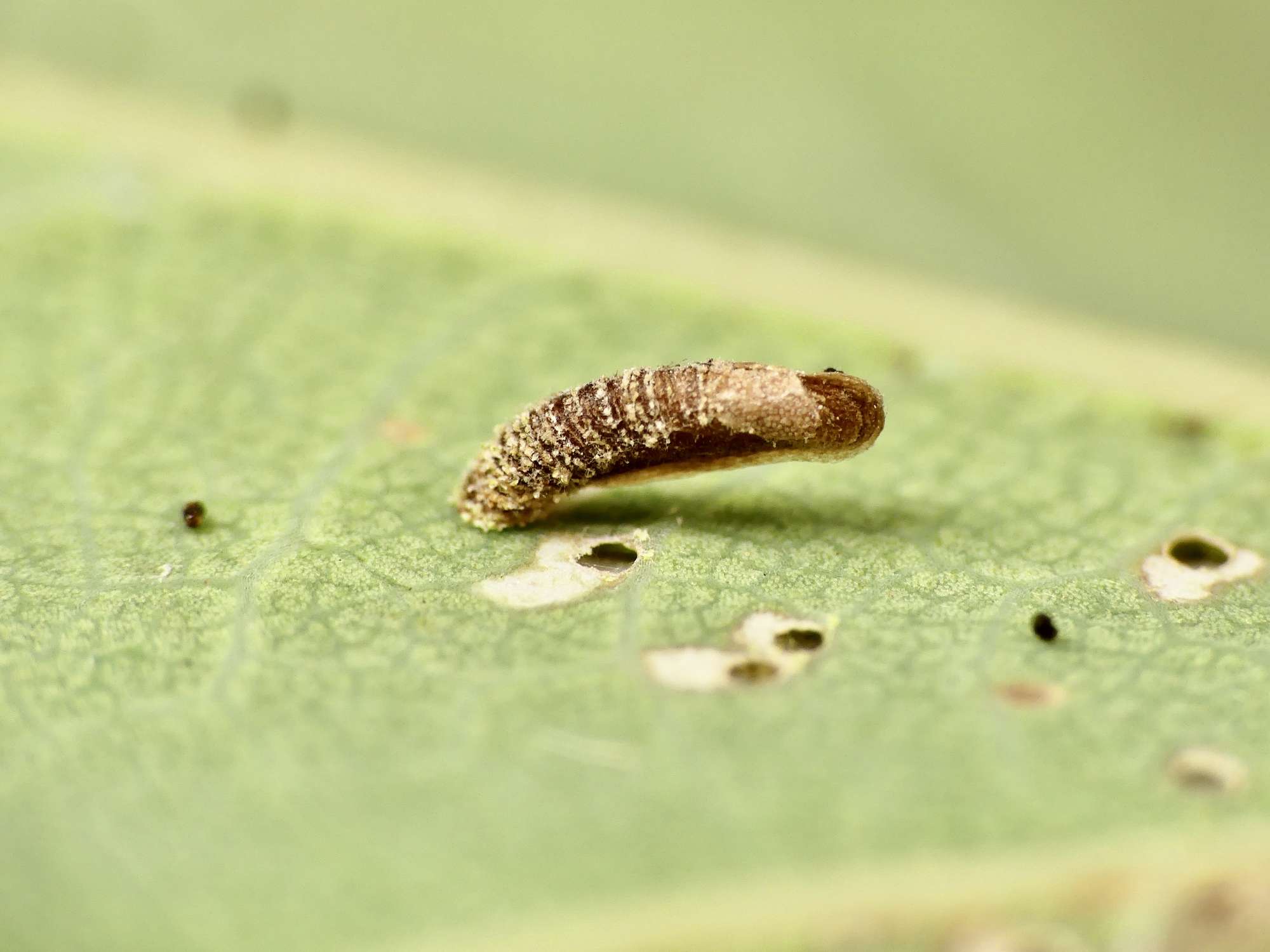 Common Oak Case-bearer (Coleophora lutipennella) photographed in Somerset by Paul Wilkins