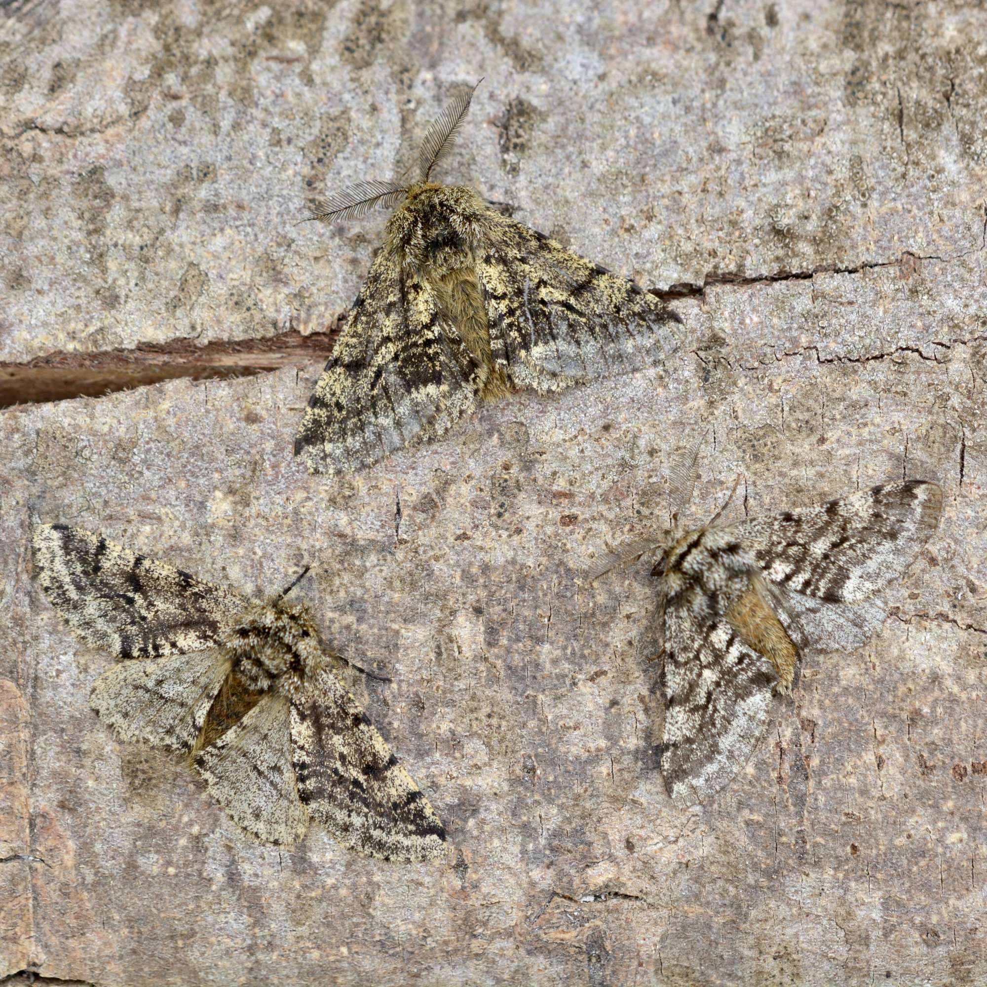 Brindled Beauty (Lycia hirtaria) photographed in Somerset by Sue Davies