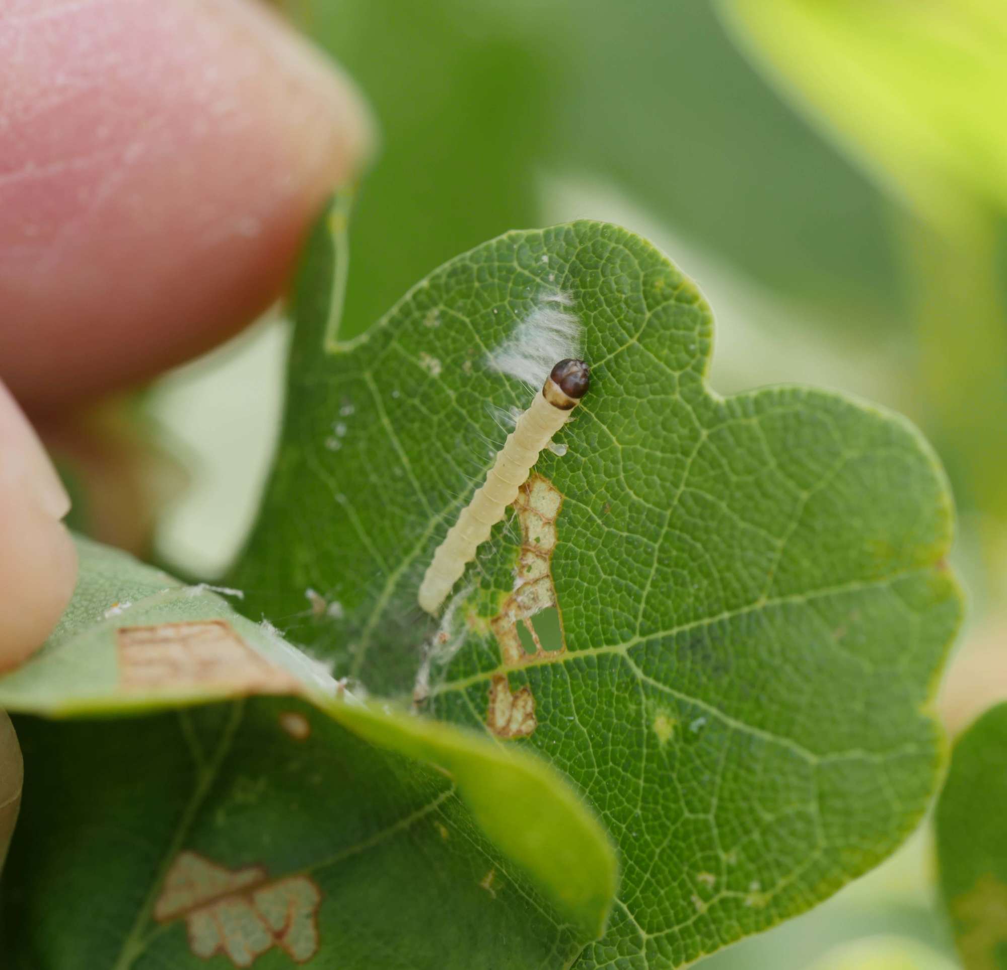 March Tubic (Diurnea fagella) photographed in Somerset by Jenny Vickers