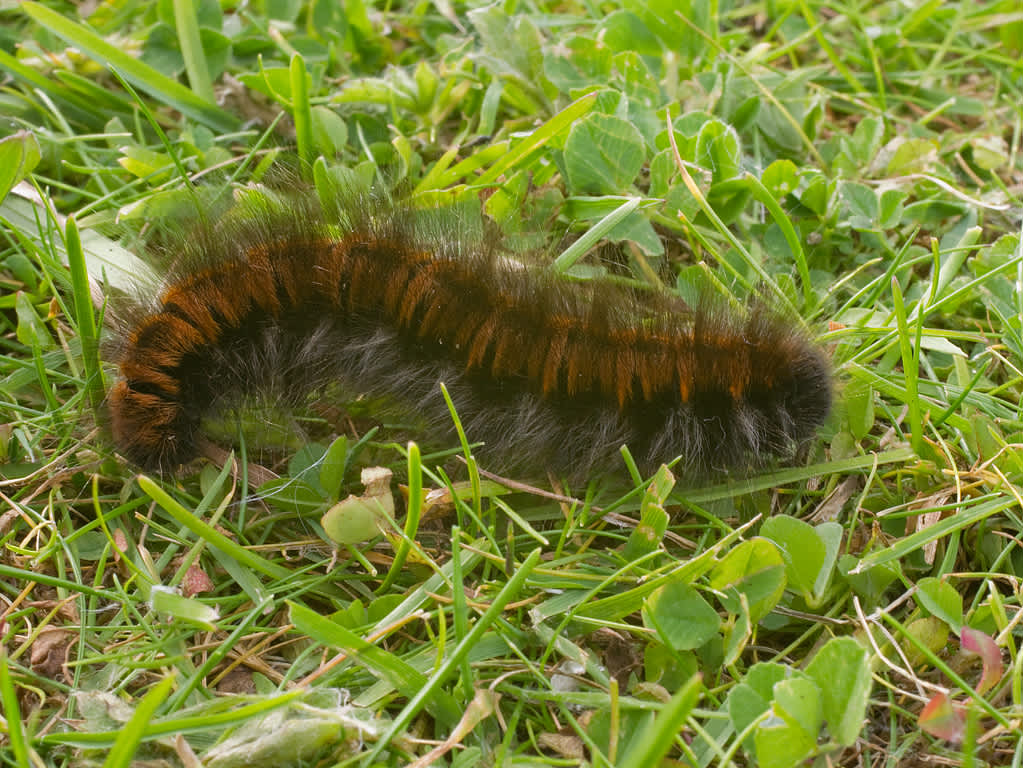 Fox Moth (Macrothylacia rubi) photographed in Somerset by John Bebbington