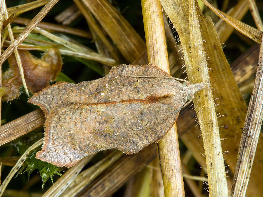Notch-wing Button (Acleris emargana) photographed in Somerset by John Bebbington