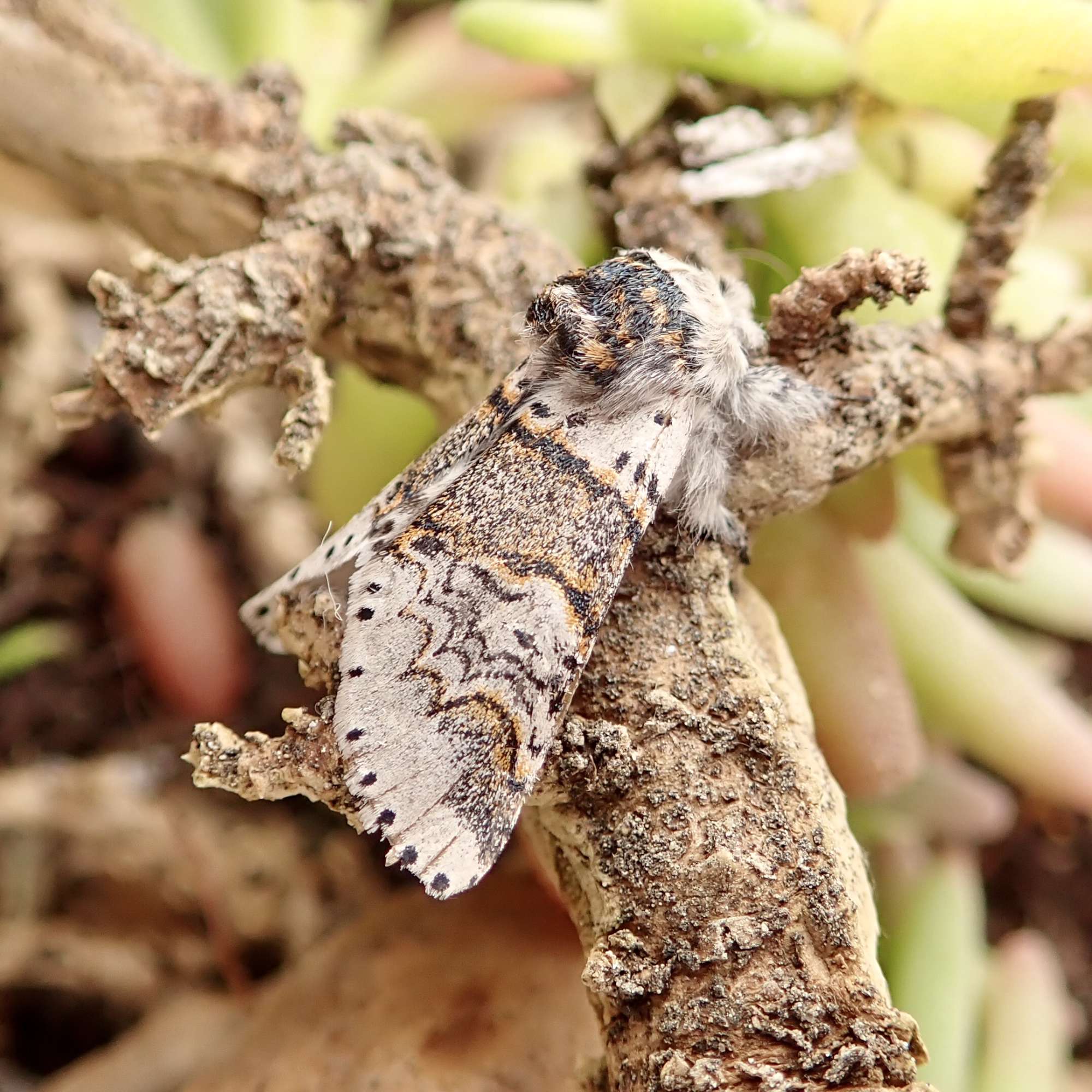 Sallow Kitten (Furcula furcula) photographed in Somerset by Sue Davies