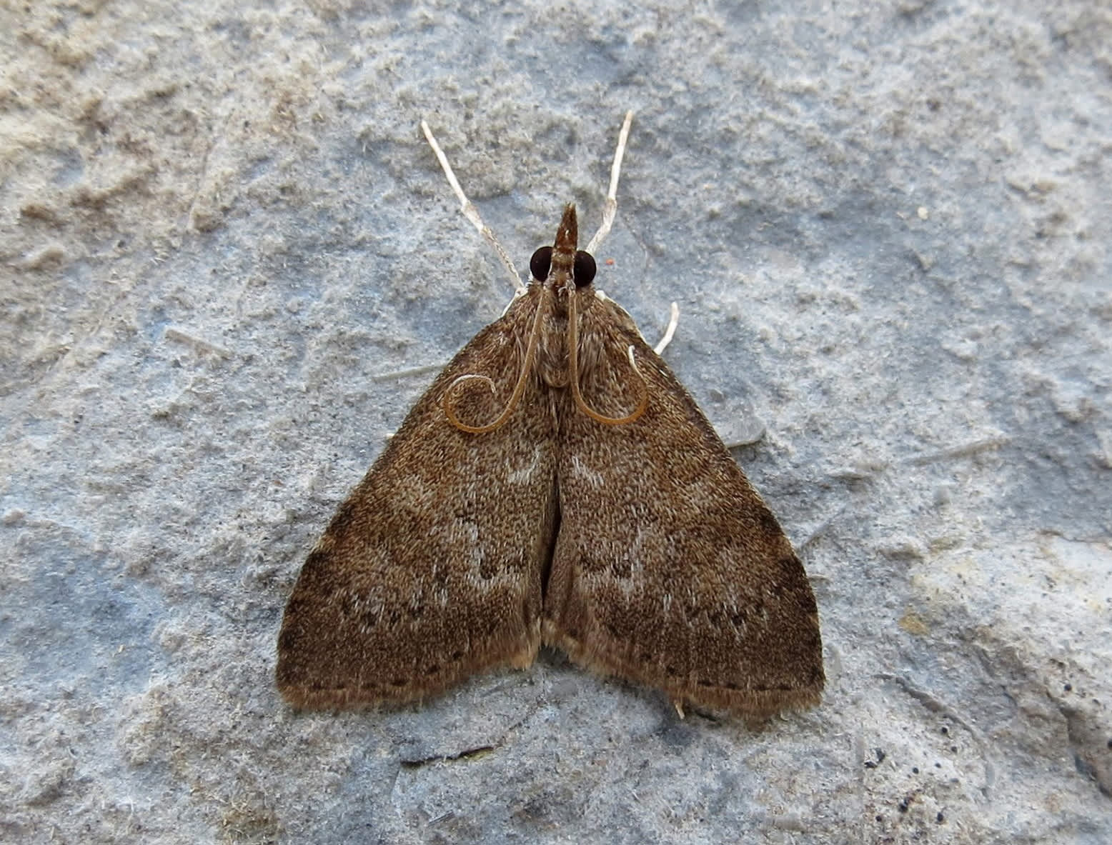 Dusky Pearl (Udea prunalis) photographed in Somerset by Steve Chapple