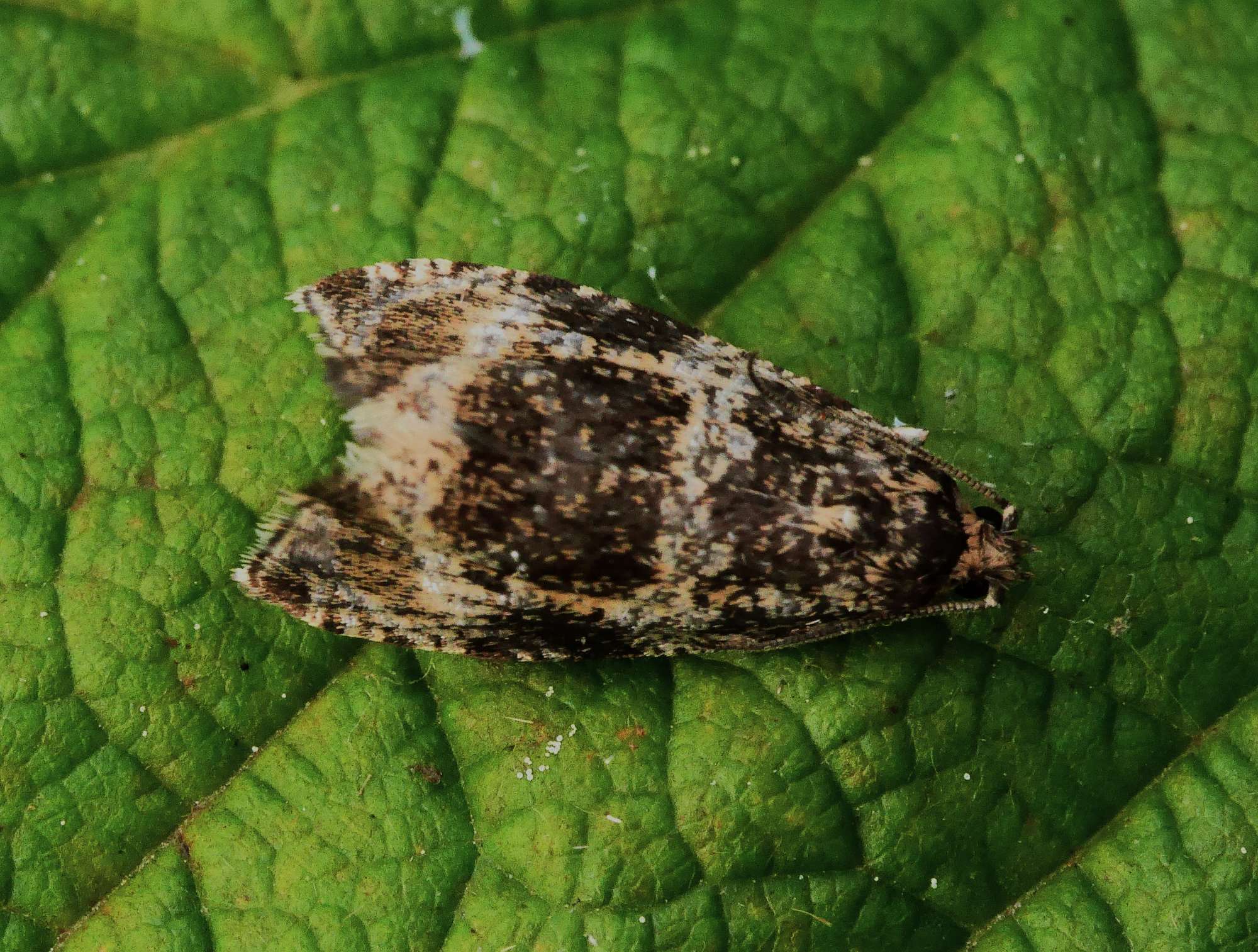 Common Marble (Celypha lacunana) photographed in Somerset by John Connolly