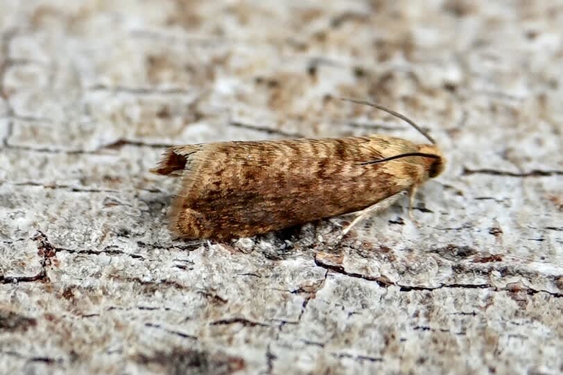 Kent Fruit Piercer (Grapholita lobarzewskii) photographed in Somerset by Sue Davies