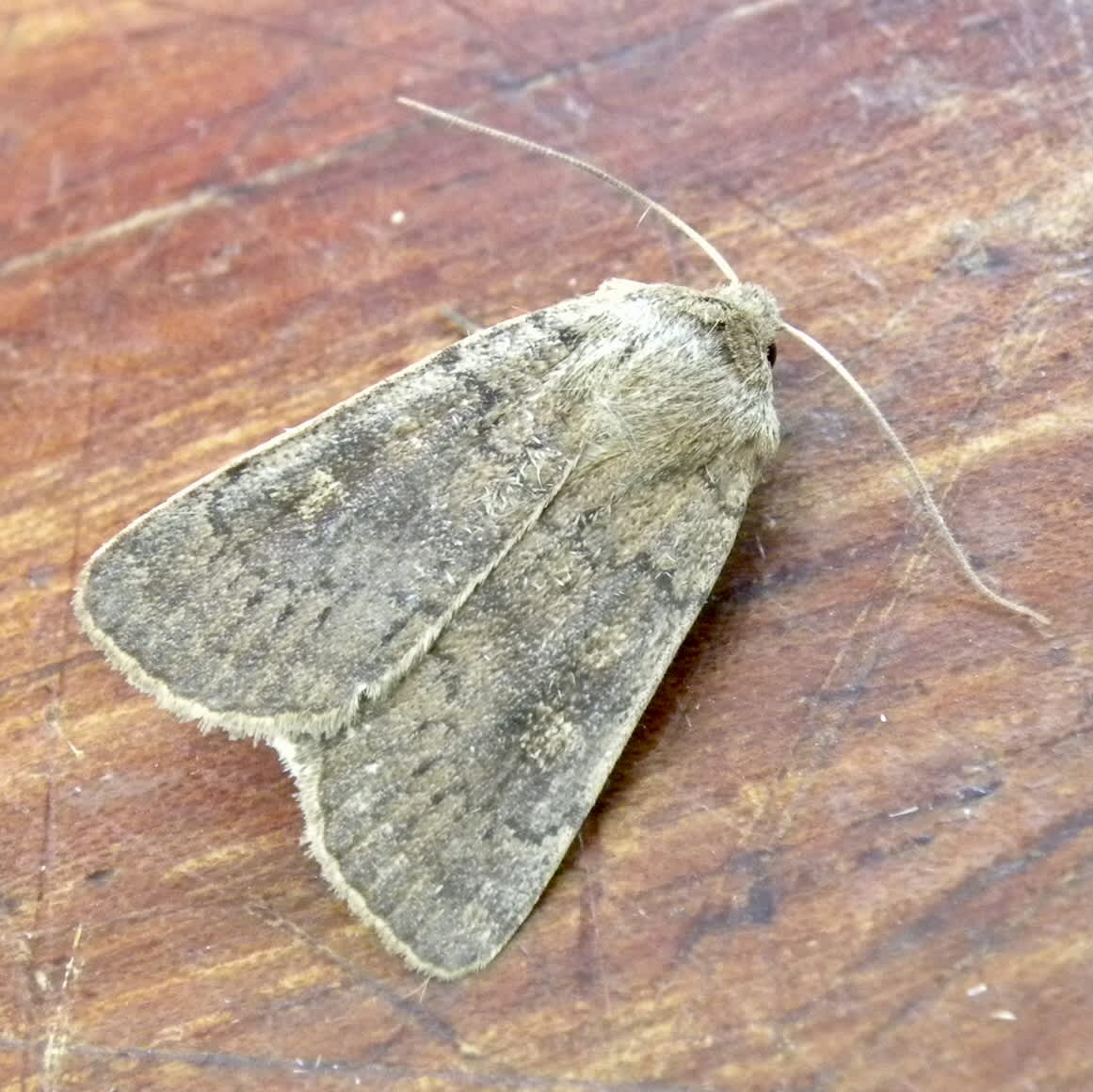 Square-spot Rustic (Xestia xanthographa) photographed in Somerset by Sue Davies