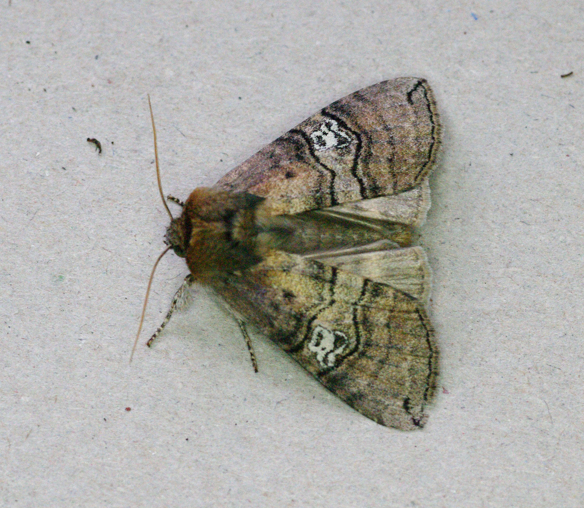 Figure of Eighty (Tethea ocularis) photographed in Somerset by John Connolly