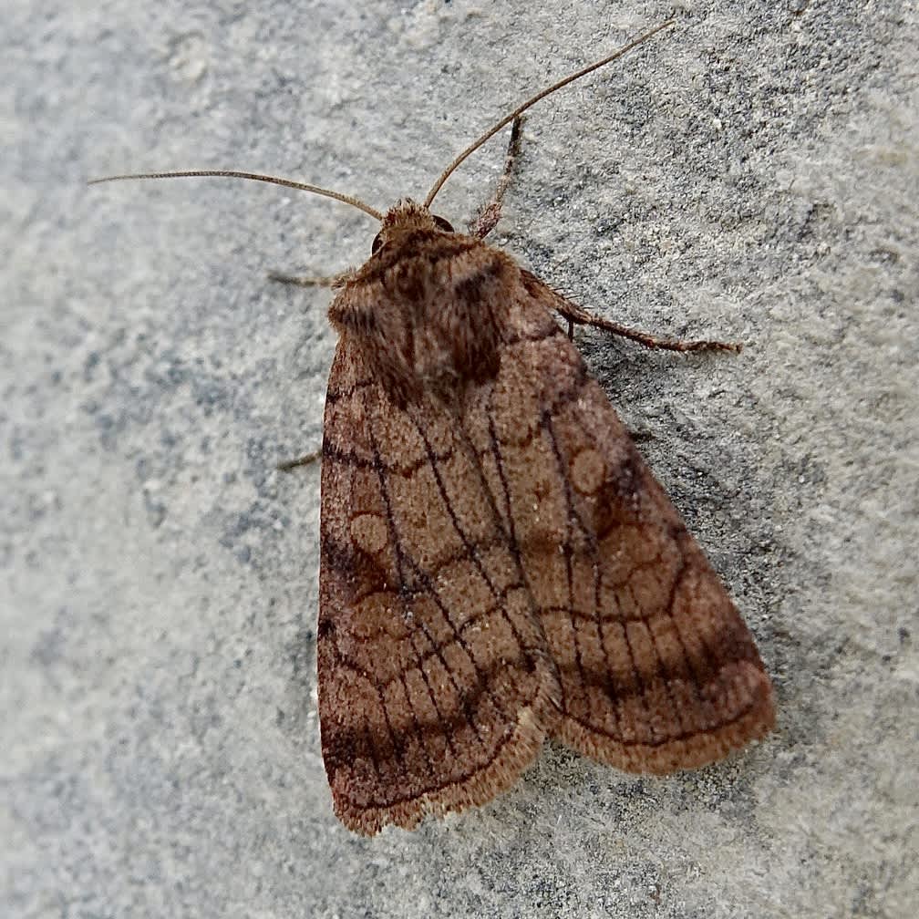 Six-striped Rustic (Xestia sexstrigata) photographed in Somerset by Sue Davies