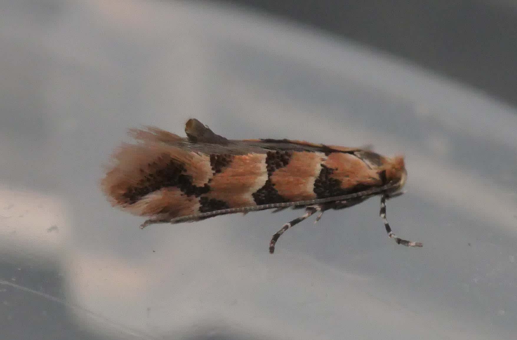 Honeysuckle Midget (Phyllonorycter trifasciella) photographed in Somerset by Jenny Vickers