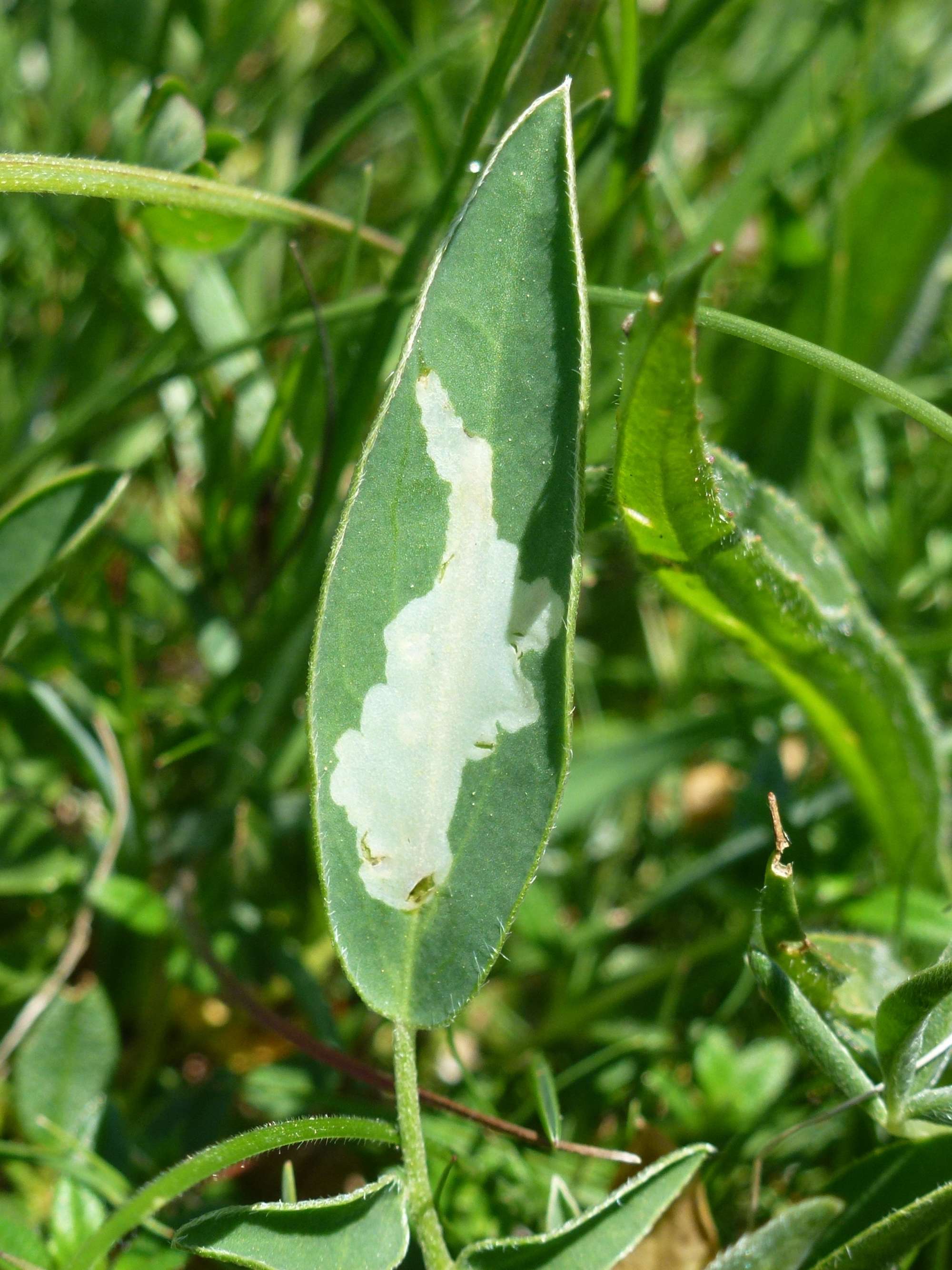 Vetch Sober (Aproaerema anthyllidella) photographed in Somerset by Christopher Iles