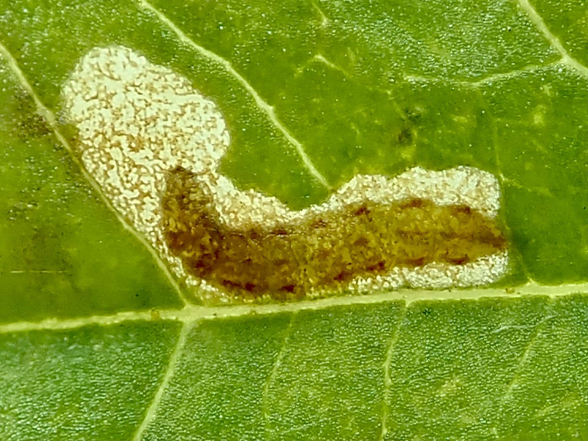 Bindweed Bent-wing (Bedellia somnulentella) photographed in Somerset by Sue Davies