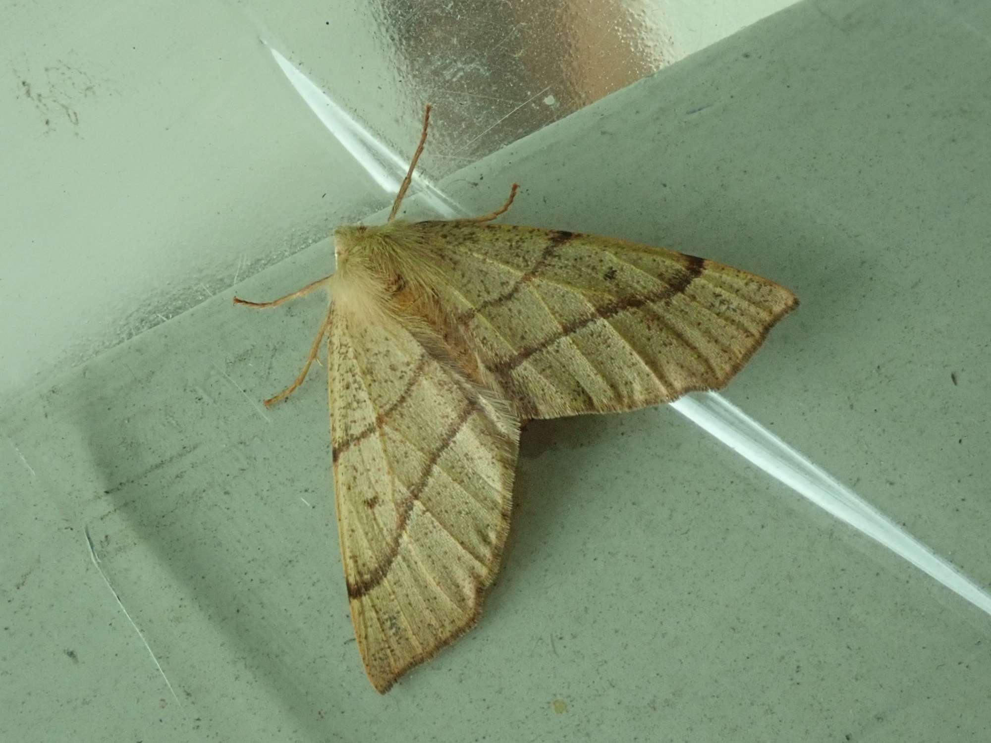 Feathered Thorn (Colotois pennaria) photographed in Somerset by Christopher Iles