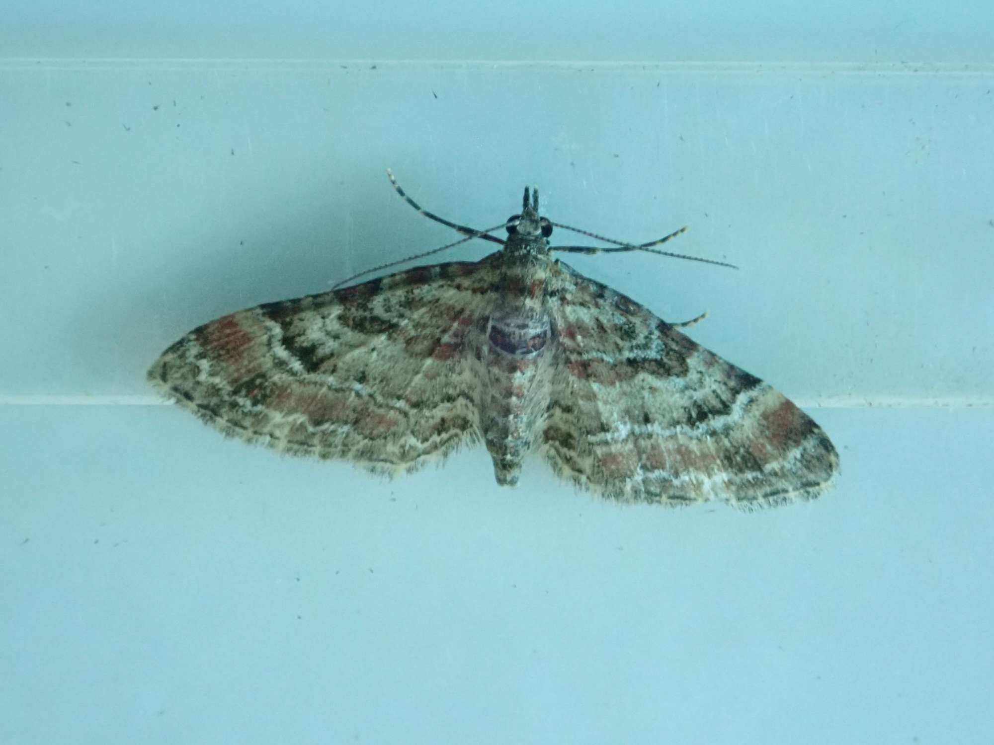 Double-striped Pug (Gymnoscelis rufifasciata) photographed in Somerset by Christopher Iles