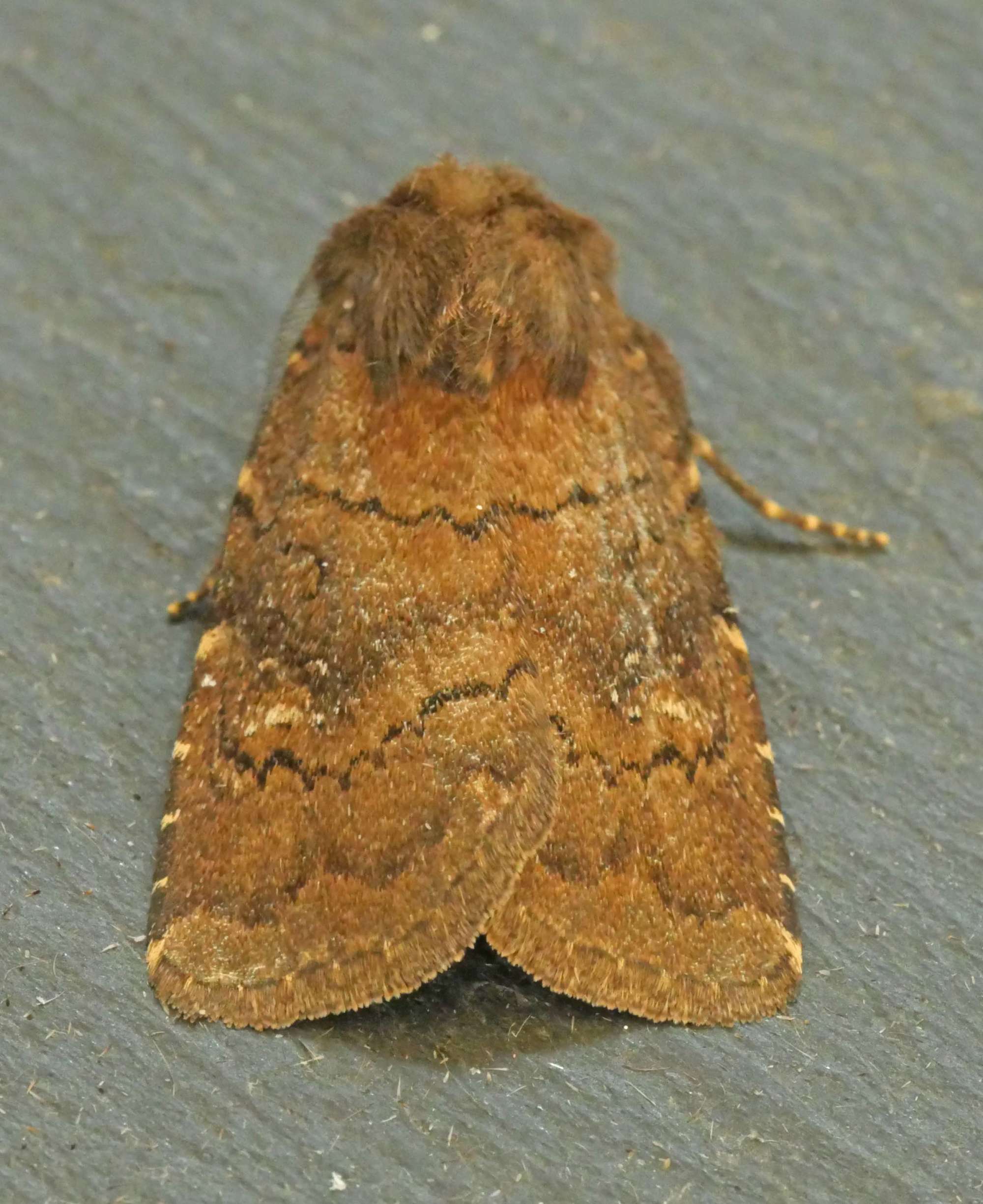 Brown Rustic (Rusina ferruginea) photographed in Somerset by Jenny Vickers