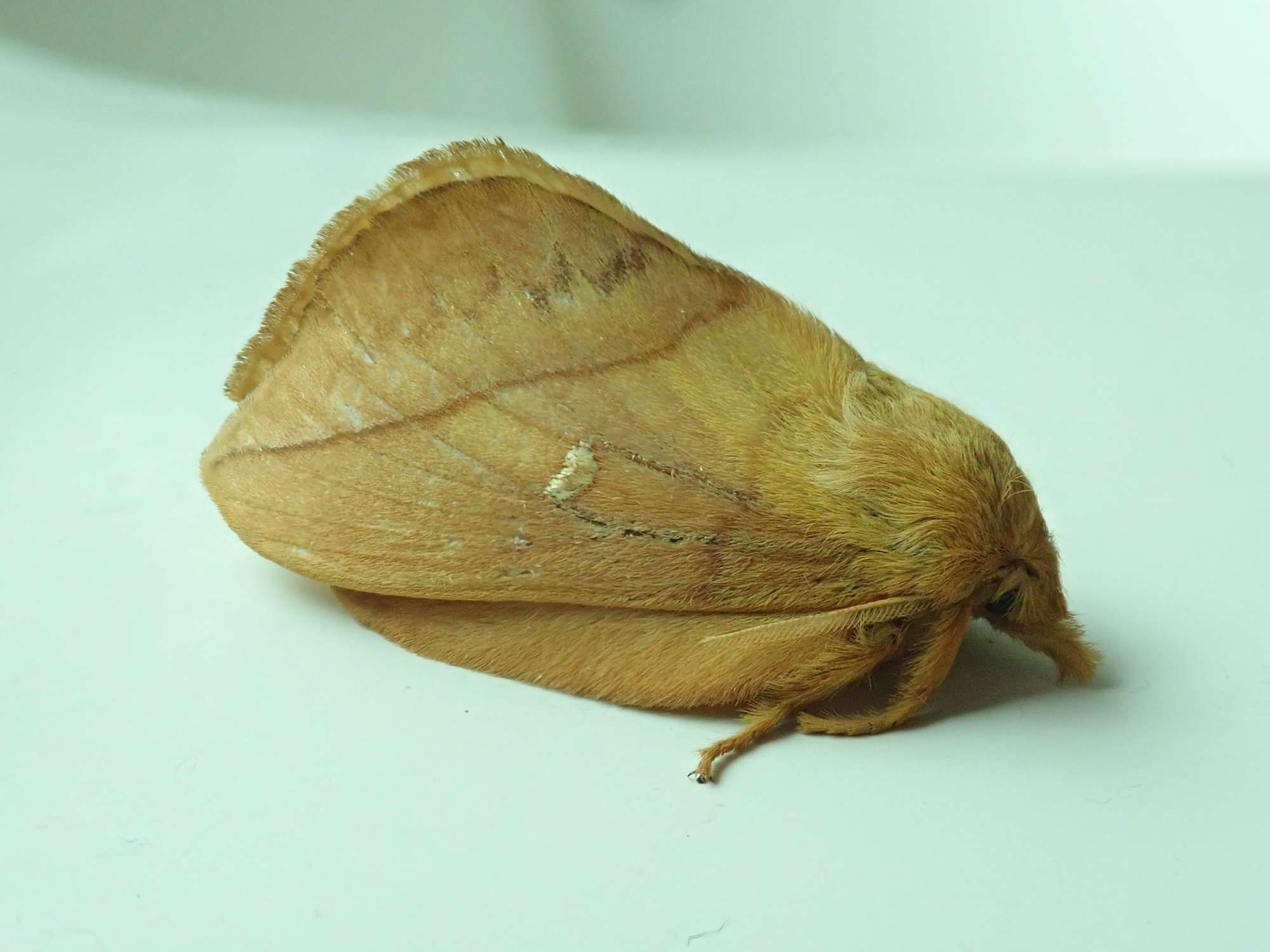 The Drinker (Euthrix potatoria) photographed in Somerset by Christopher Iles