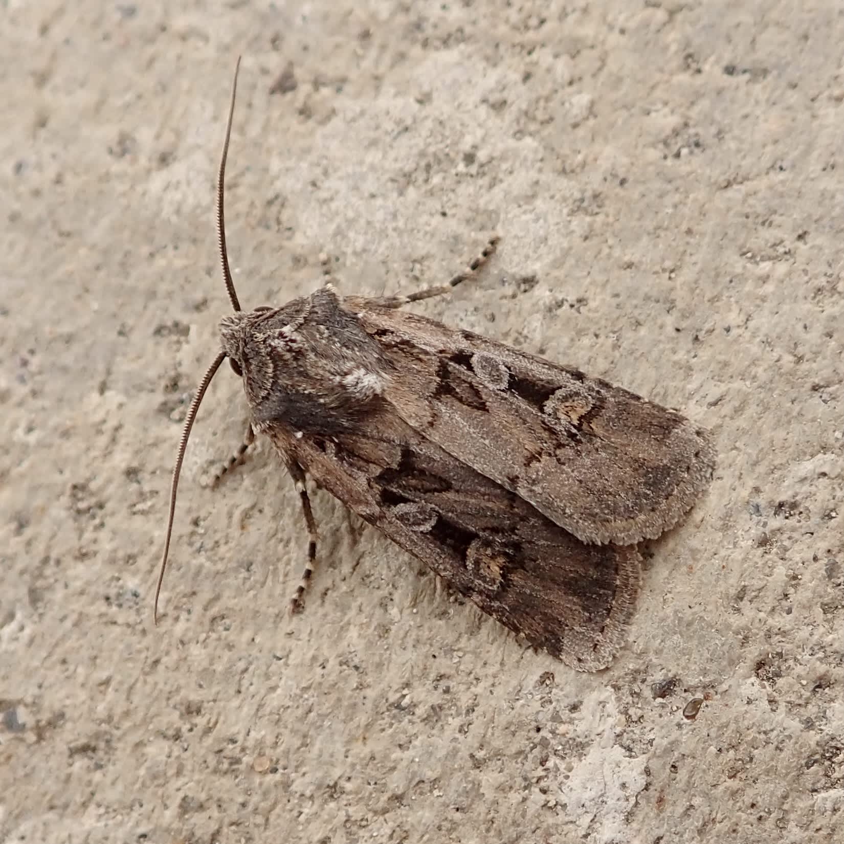 Square-spot Dart (Euxoa obelisca) photographed in Somerset by Sue Davies