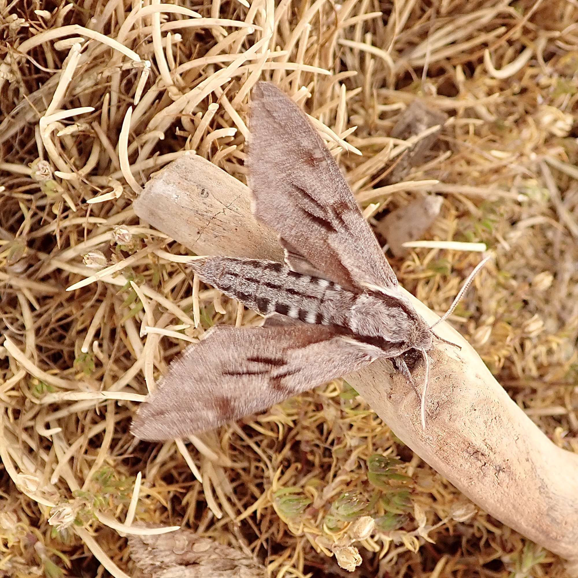 Pine Hawk-moth (Sphinx pinastri) photographed in Somerset by Sue Davies