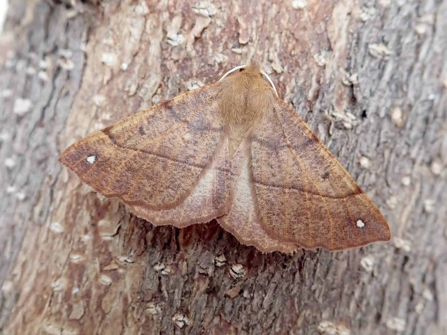 Feathered Thorn (Colotois pennaria) photographed in Somerset by Sue Davies