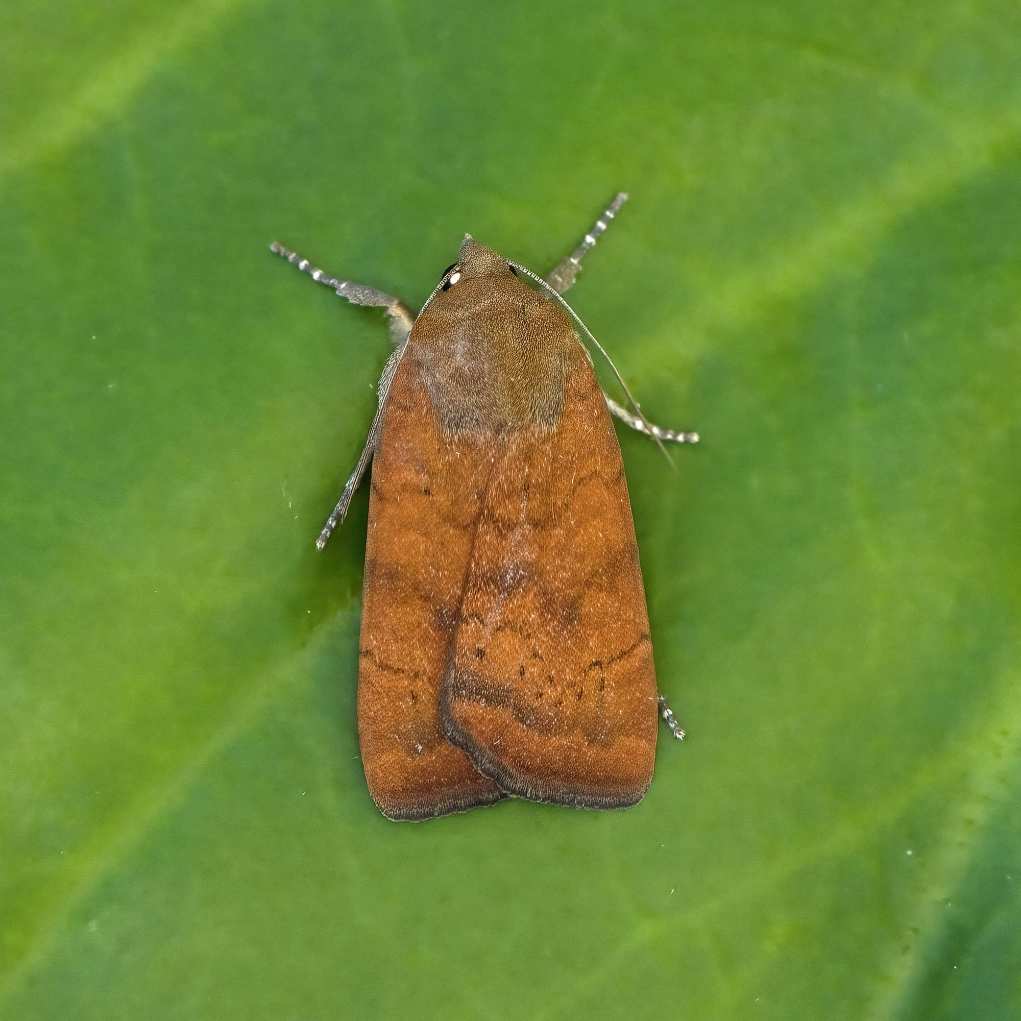 Least Yellow Underwing (Noctua interjecta) photographed in Somerset by Nigel Voaden