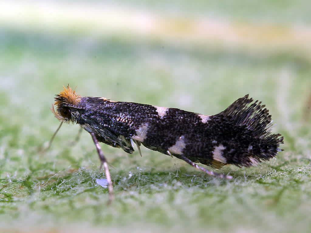 Garden Apple Slender (Callisto denticulella) photographed in Somerset by John Bebbington