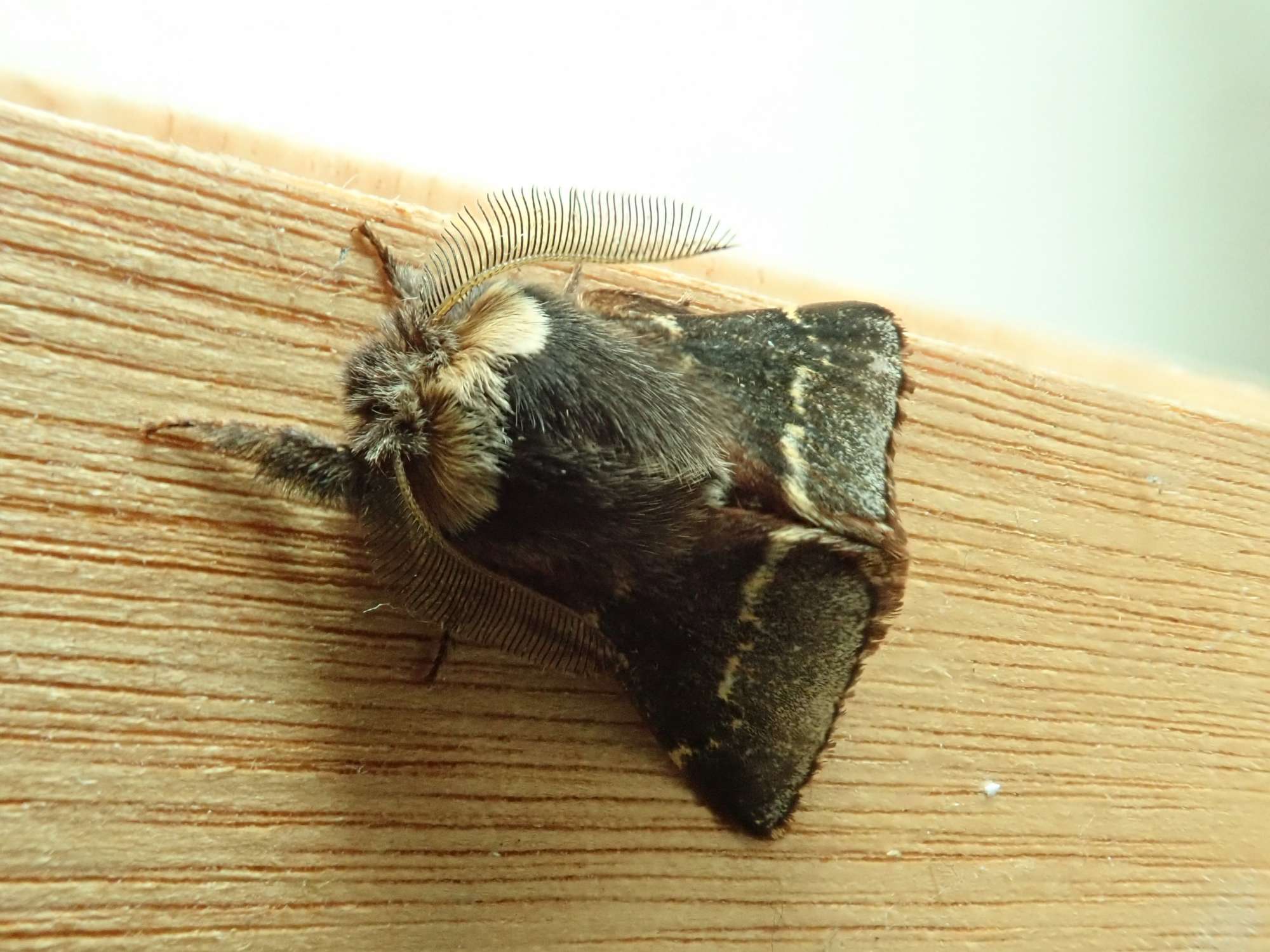 December Moth (Poecilocampa populi) photographed in Somerset by Christopher Iles