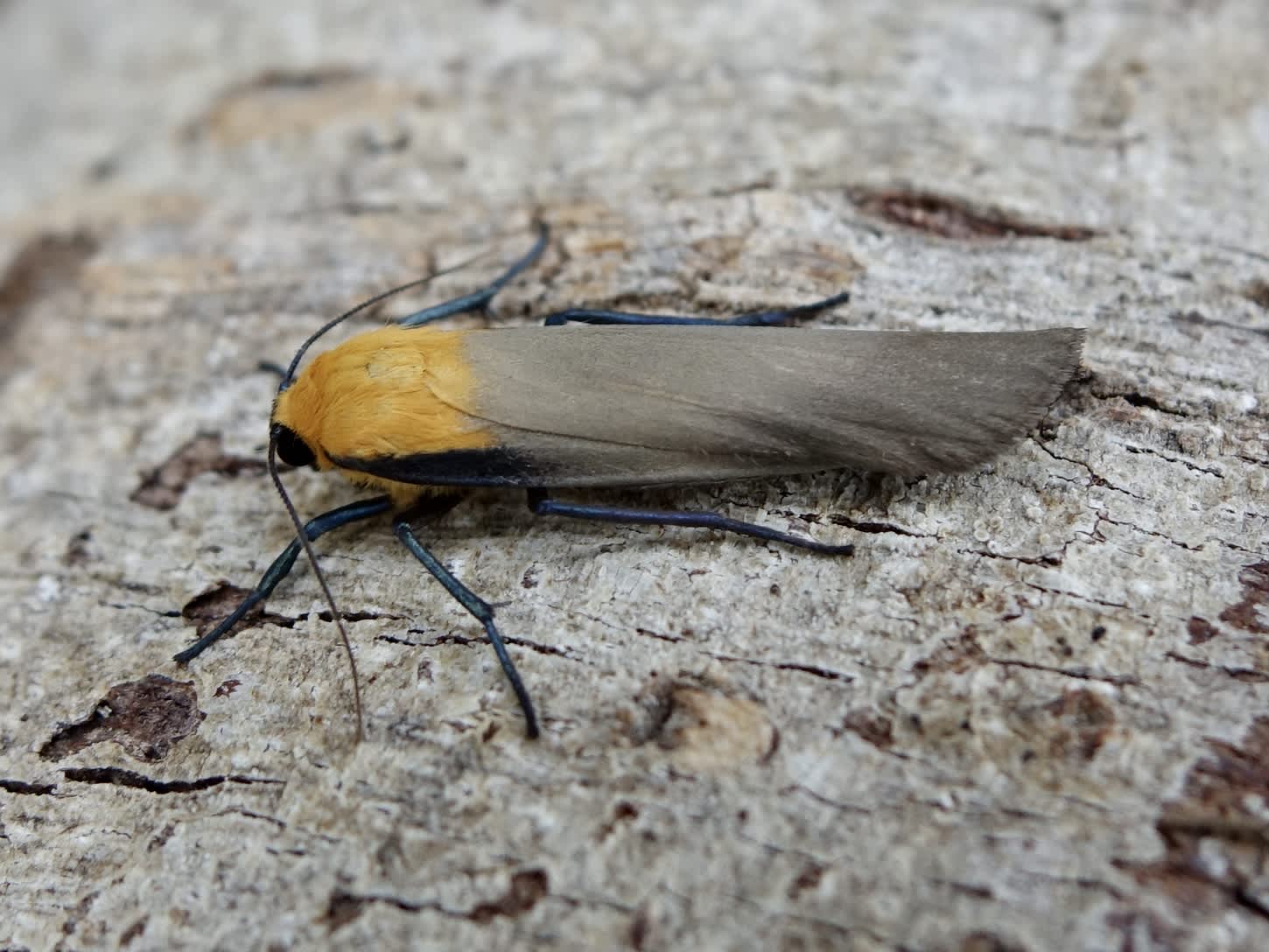 Four-spotted Footman (Lithosia quadra) photographed in Somerset by Sue Davies