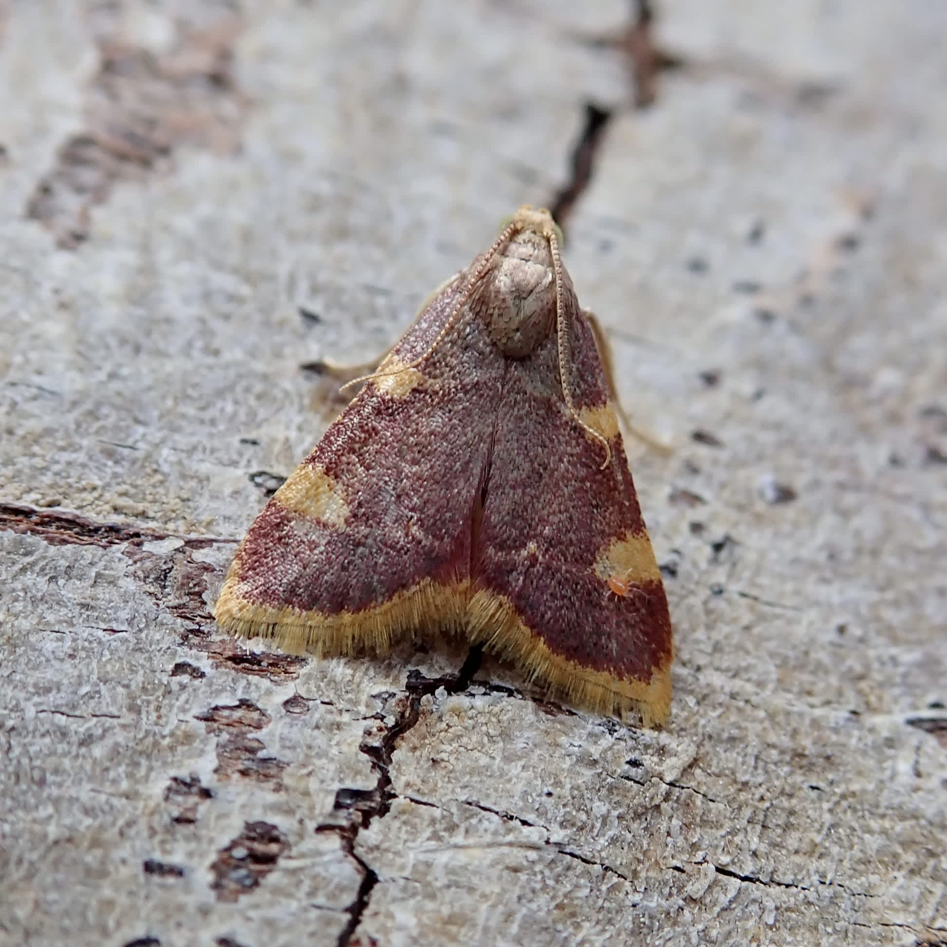 Gold Triangle (Hypsopygia costalis) photographed in Somerset by Sue Davies