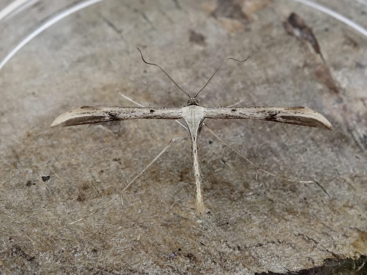 Common Plume (Emmelina monodactyla) photographed in Somerset by Sue Davies