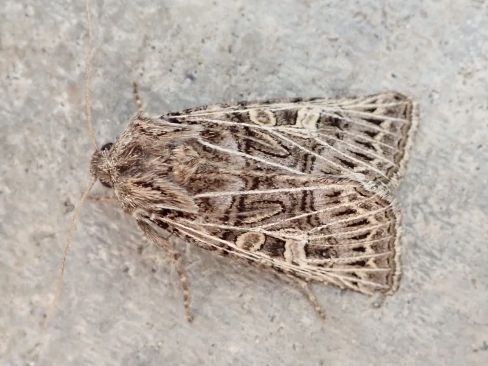 Feathered Gothic (Tholera decimalis) photographed in Somerset by Sue Davies