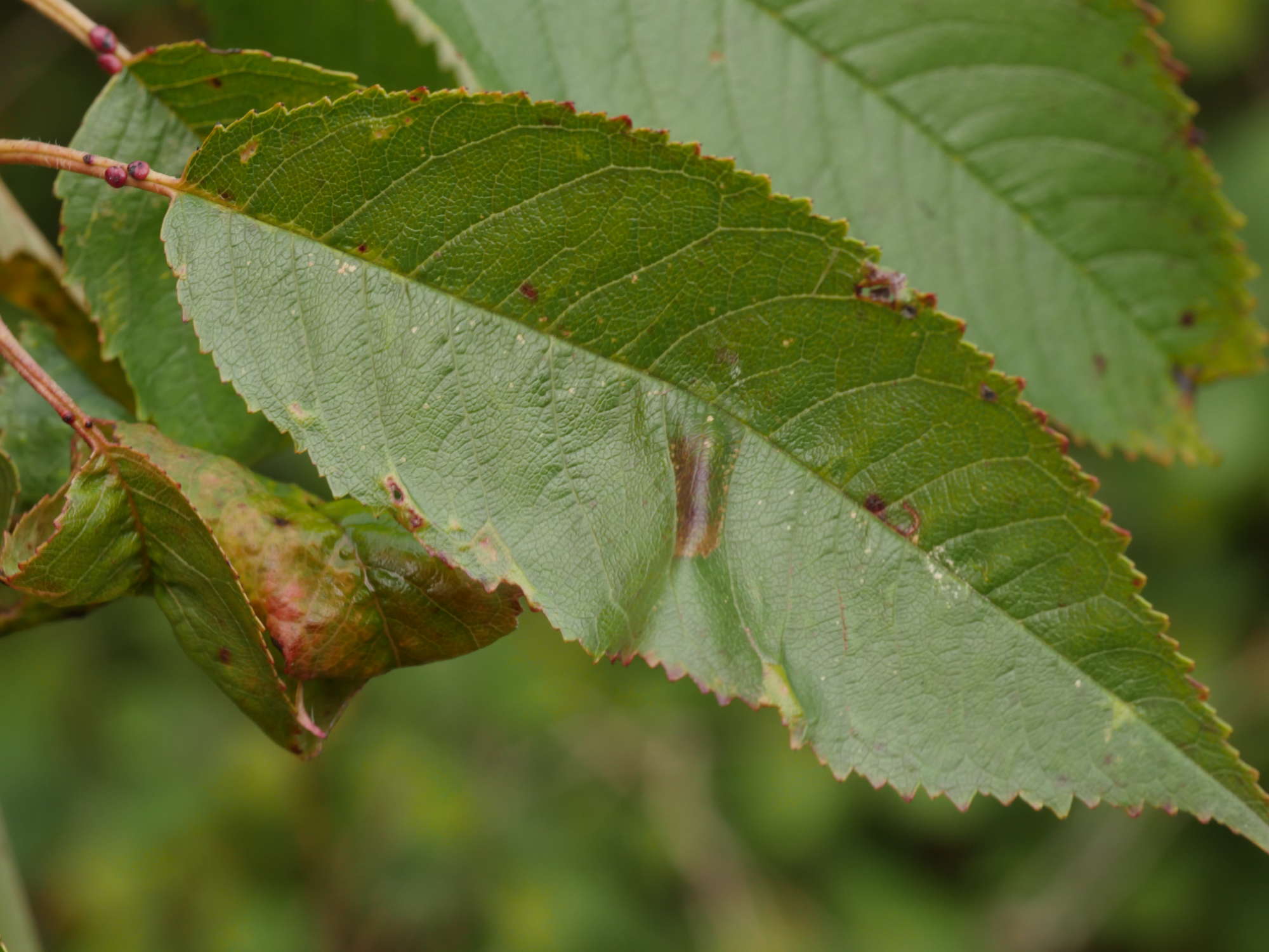 Cherry Midget (Phyllonorycter cerasicolella) photographed in Somerset by Jenny Vickers