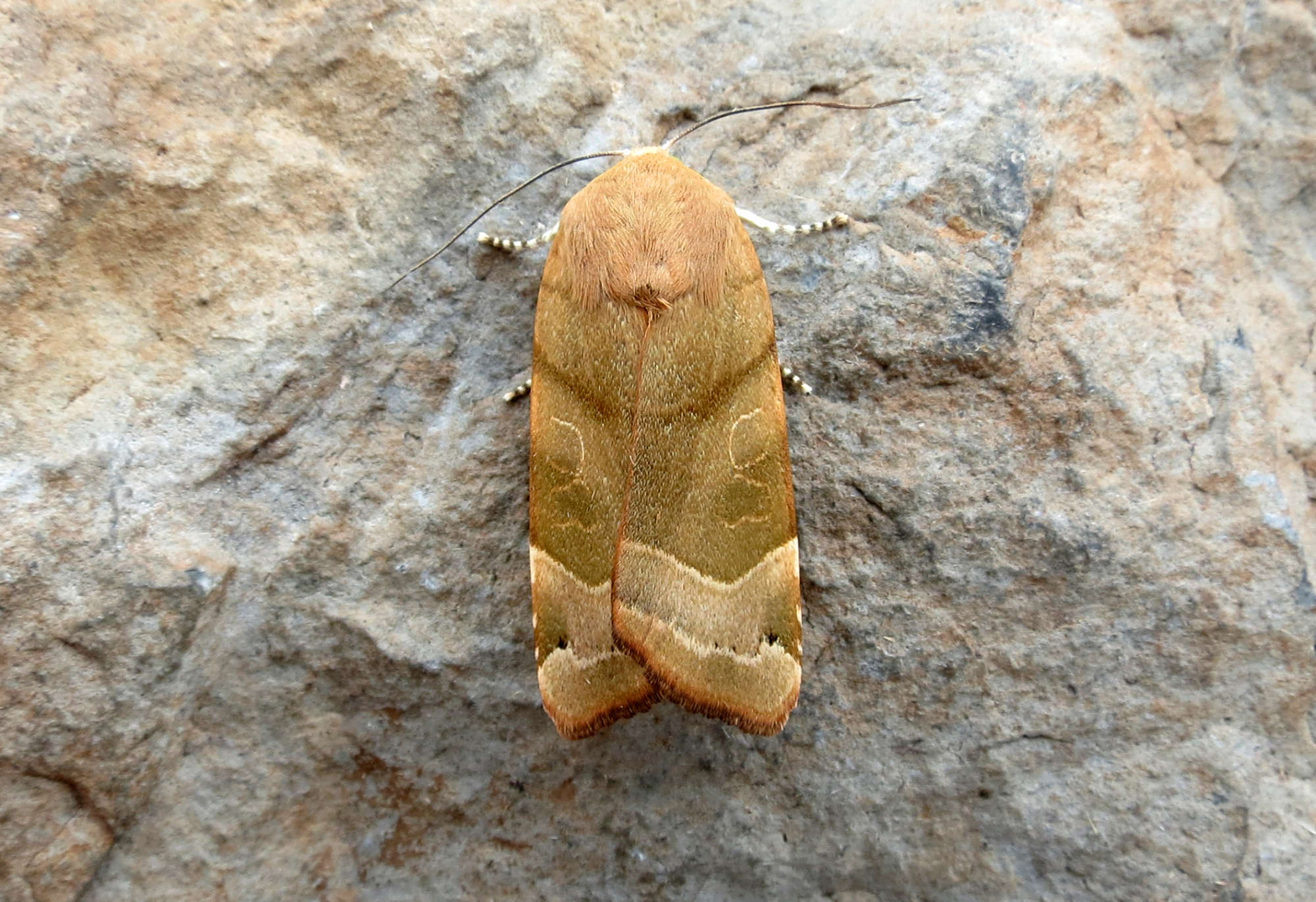 Broad-bordered Yellow Underwing (Noctua fimbriata) photographed in Somerset by Steve Chapple