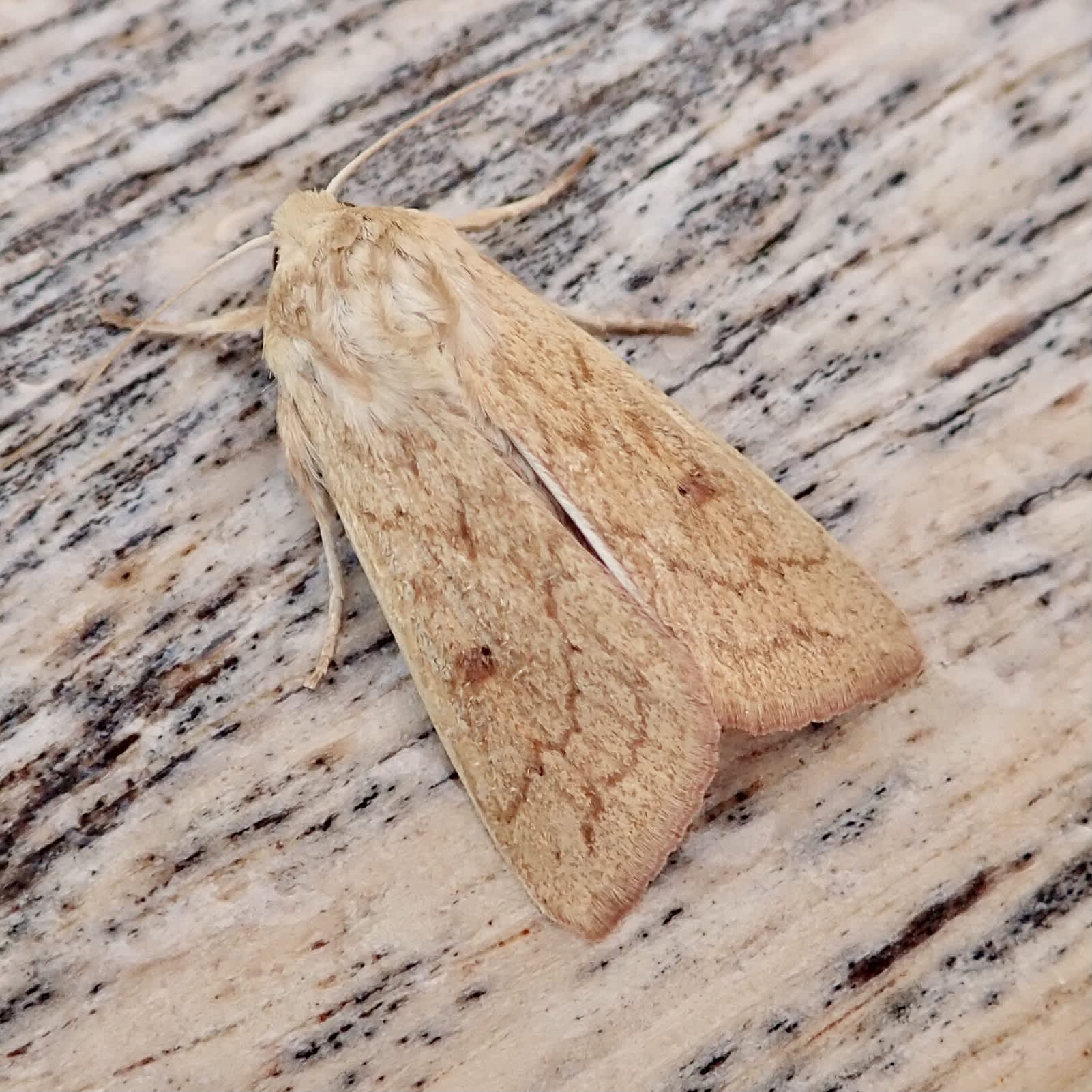 The Delicate (Mythimna vitellina) photographed in Somerset by Sue Davies