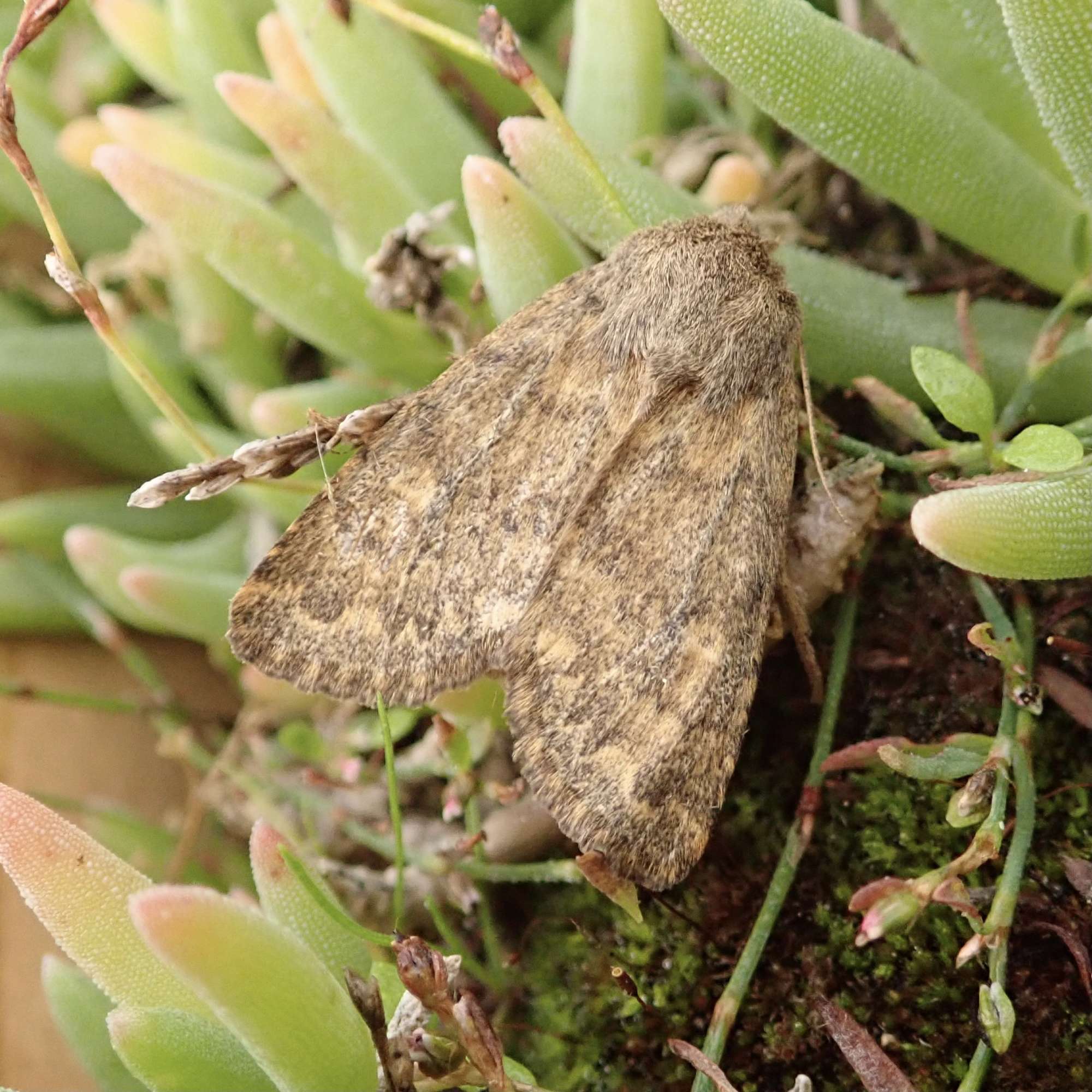 Brindled Ochre (Dasypolia templi) photographed in Somerset by Sue Davies