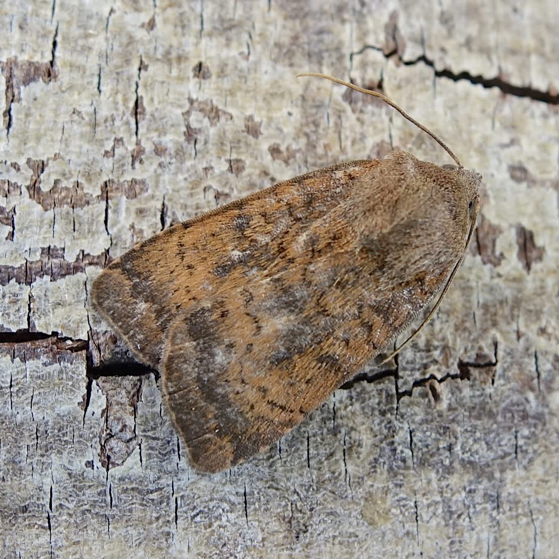 Least Yellow Underwing (Noctua interjecta) photographed in Somerset by Sue Davies