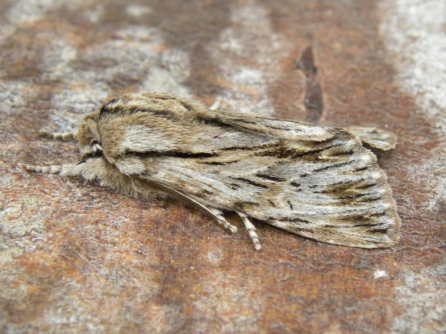 The Sprawler (Asteroscopus sphinx) photographed in Somerset by Sue Davies