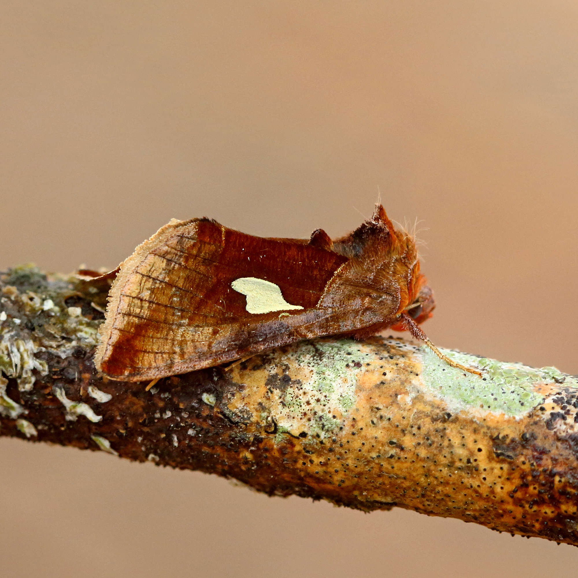 Gold Spangle (Autographa bractea) photographed in Somerset by Nigel Voaden