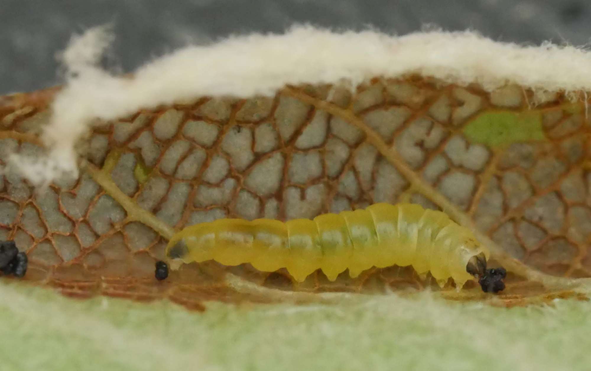 Rowan Slender (Parornix scoticella) photographed in Somerset by Jenny Vickers