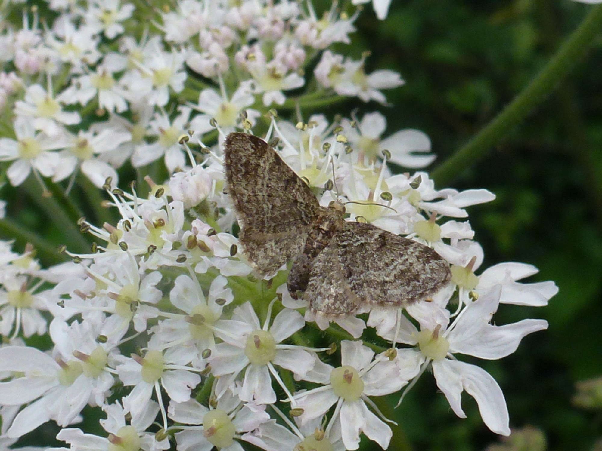 Green Pug (Pasiphila rectangulata) photographed in Somerset by Christopher Iles