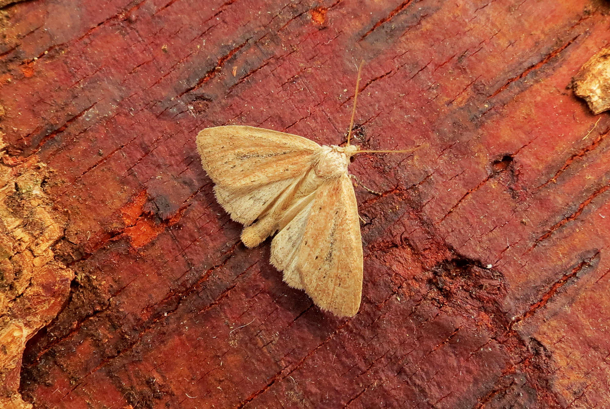 Small Rufous (Coenobia rufa) photographed in Somerset by Steve Chapple