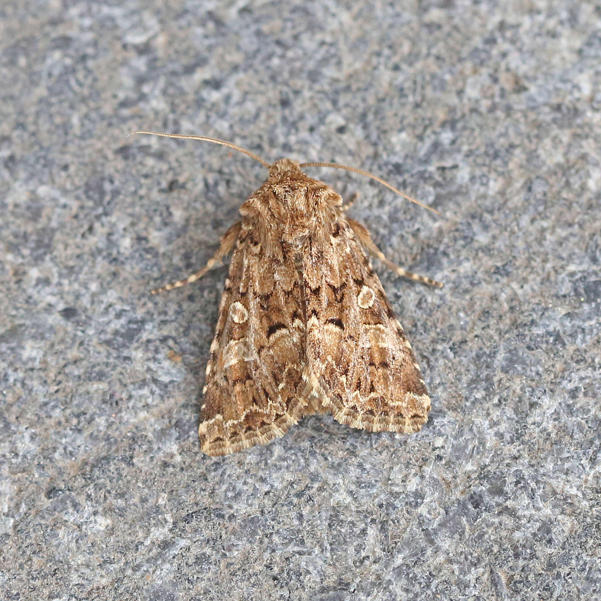 Tawny Shears (Hadena perplexa) photographed in Somerset by Nigel Voaden