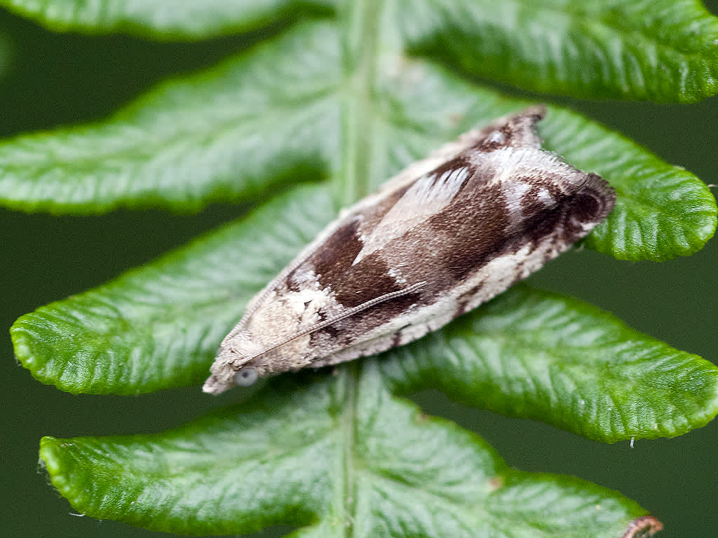 Small Birch Bell (Epinotia ramella) photographed in Somerset by John Bebbington