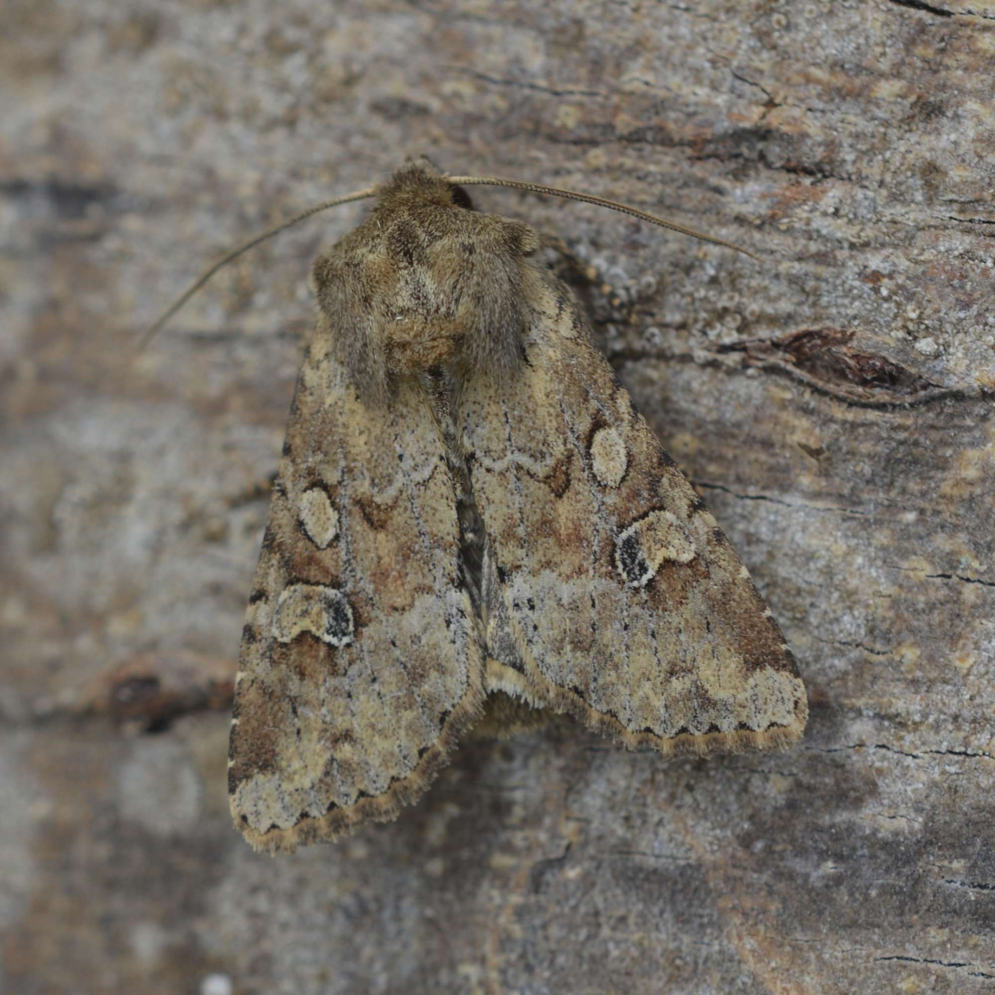 Rustic Shoulder-knot (Apamea sordens) photographed in Somerset by Sue Davies