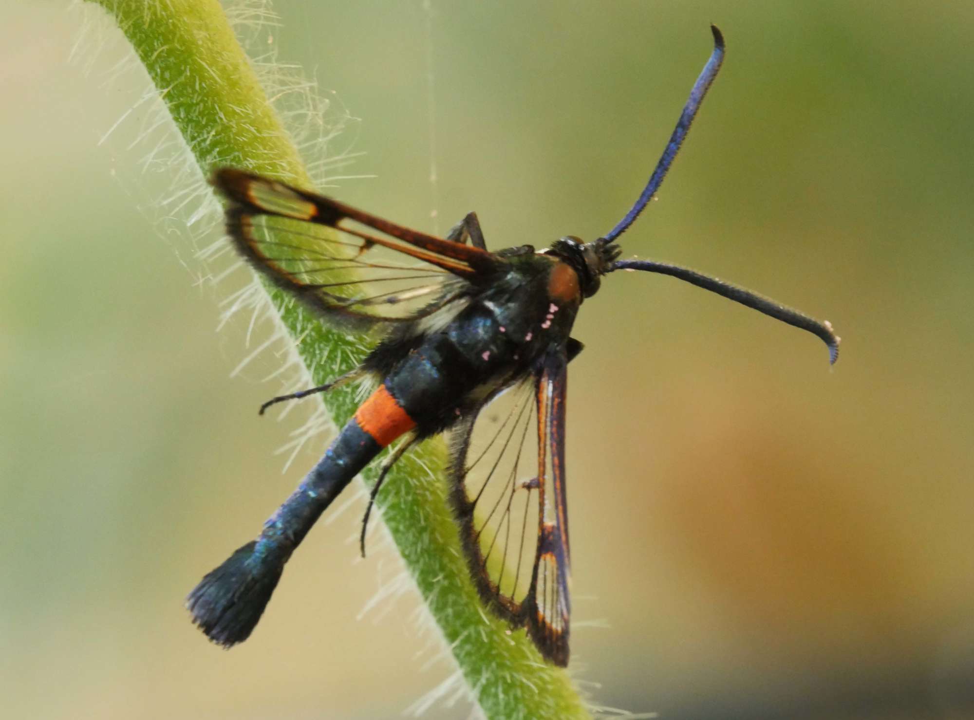 Red-belted Clearwing (Synanthedon myopaeformis) photographed in Somerset by Jenny Vickers