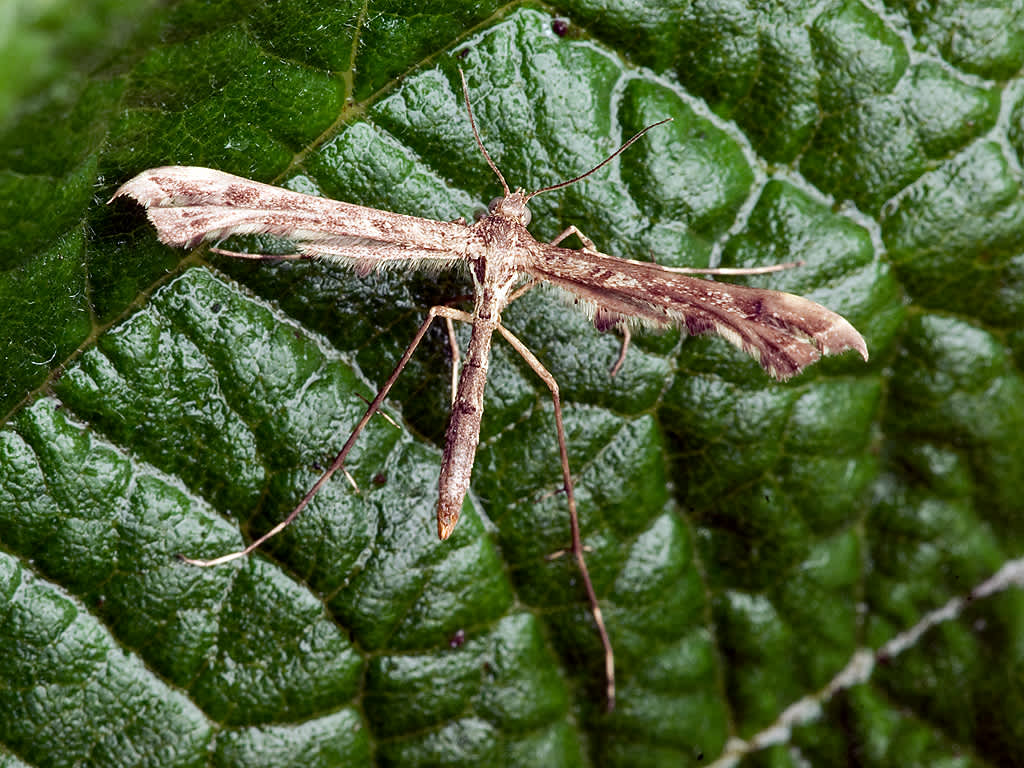 Brindled Plume (Amblyptilia punctidactyla) photographed in Somerset by John Bebbington