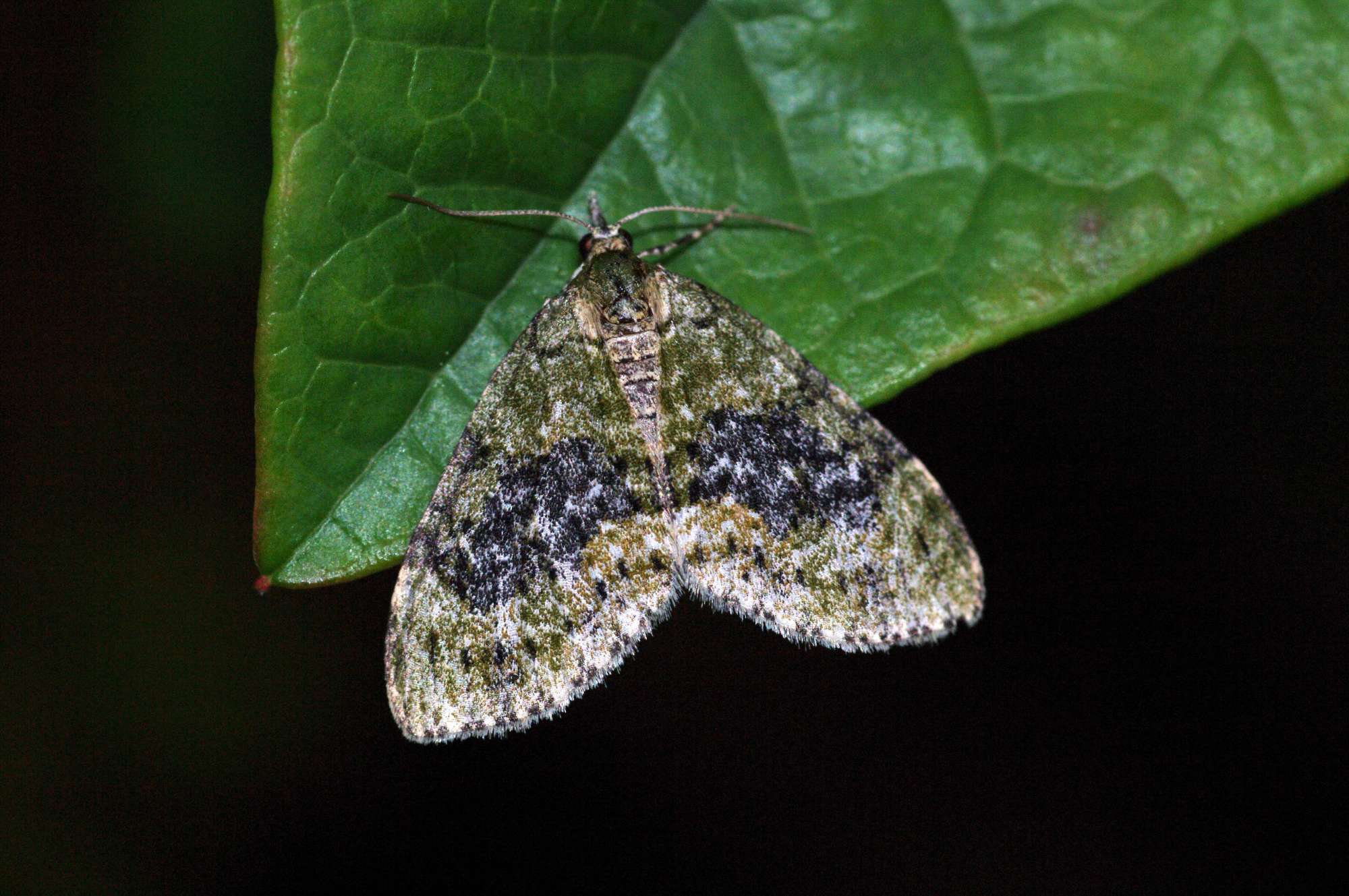 Yellow-barred Brindle (Acasis viretata) photographed in Somerset by John Connolly