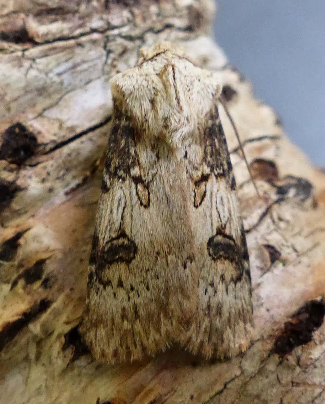 Shuttle-shaped Dart (Agrotis puta) photographed in Somerset by Jenny Vickers